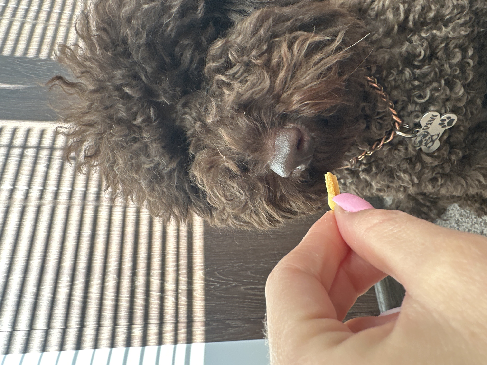 A close-up, eye-level shot shows a person's hand holding a small, orange dog treat between their thumb and index finger, offering it to a dark brown, curly-haired dog. The dog's nose is visible, and it appears to be sniffing the treat. The dog is wearing a copper-colored braided collar with a silver bone-shaped tag that has a paw print and text engraved on it. The background consists of blinds casting striped shadows on a wooden surface, suggesting an indoor setting. The image appears to be taken in a residential area of Sayanogorsk, Russia.