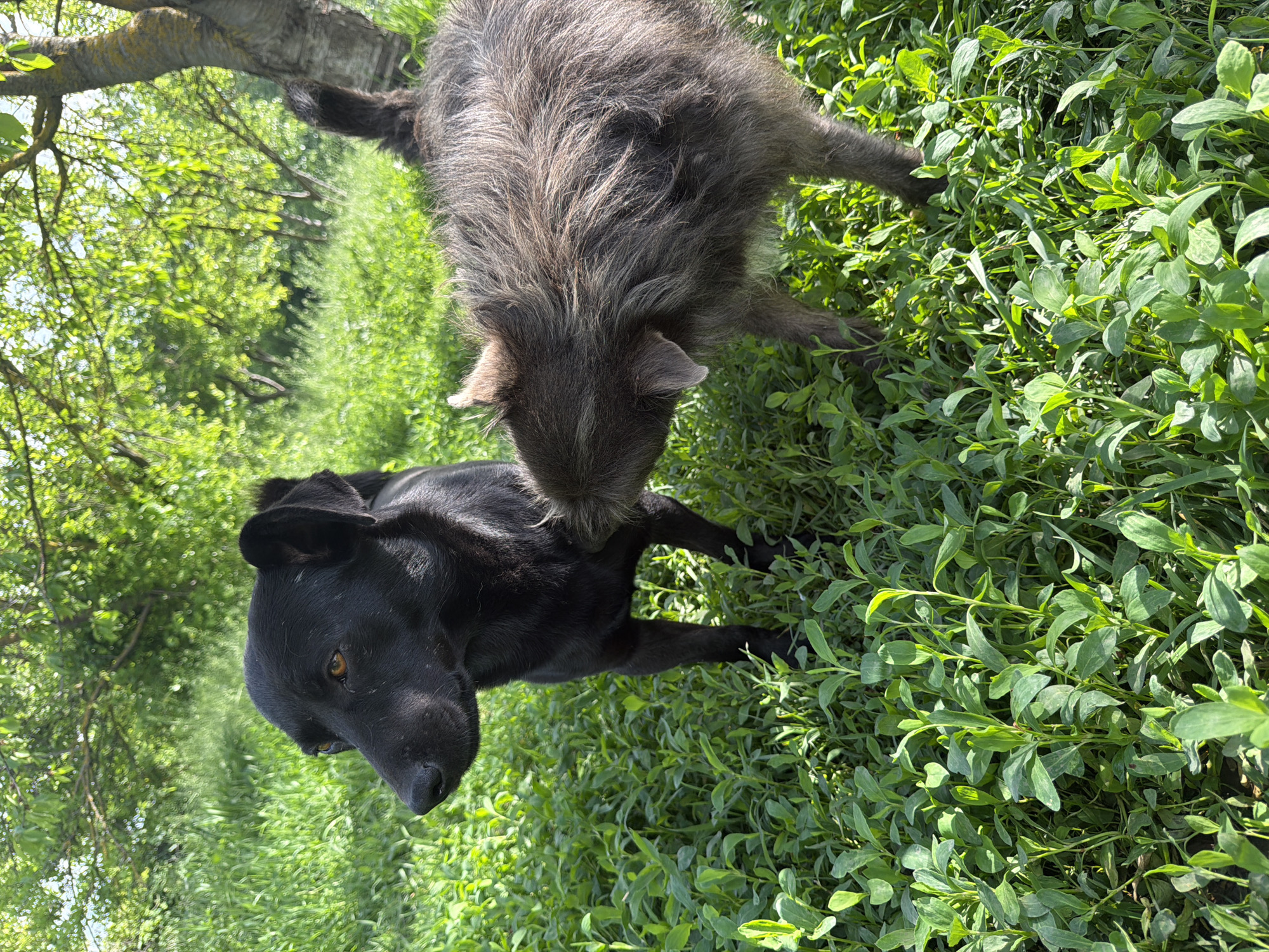 The image shows two dogs outdoors in Leningradskaya, Russia. One dog is black with short fur, and the other is gray with long, shaggy fur. The gray dog is standing over the black dog, sniffing or licking its neck. Both dogs are standing in a grassy, green field. A tree branch is visible in the upper left corner. The scene is well-lit, suggesting a sunny day.