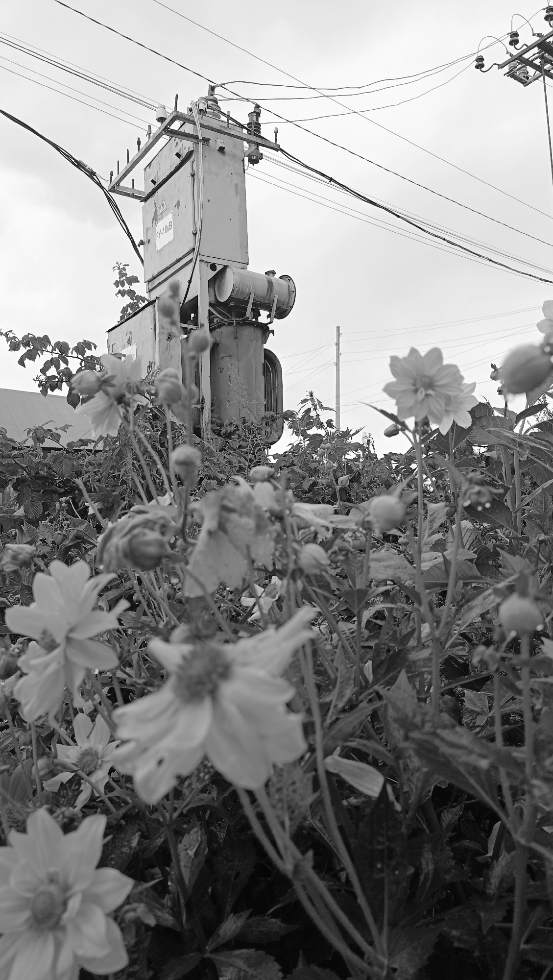 A low-angle, black and white photograph captures a utility transformer and overhead power lines juxtaposed with a bed of flowers. The transformer, mounted on a pole, is a substantial, rectangular metallic structure with various components and wires attached. A label with Cyrillic lettering, "РУ-10КВ", is visible on its side. Power lines crisscross the overcast sky, extending from the transformer and other unseen poles. In the foreground and mid-ground, a dense array of flowering plants, likely dahlias, fills the frame. Many of the flowers are in various stages of bloom, with some in sharp focus and others softly blurred due to the shallow depth of field. The leaves of the plants are dark and textured, and some appear to be wet, possibly from rain or dew. The overall scene suggests an urban or semi-urban environment in Karsha, Russia, where industrial infrastructure coexists with natural elements.