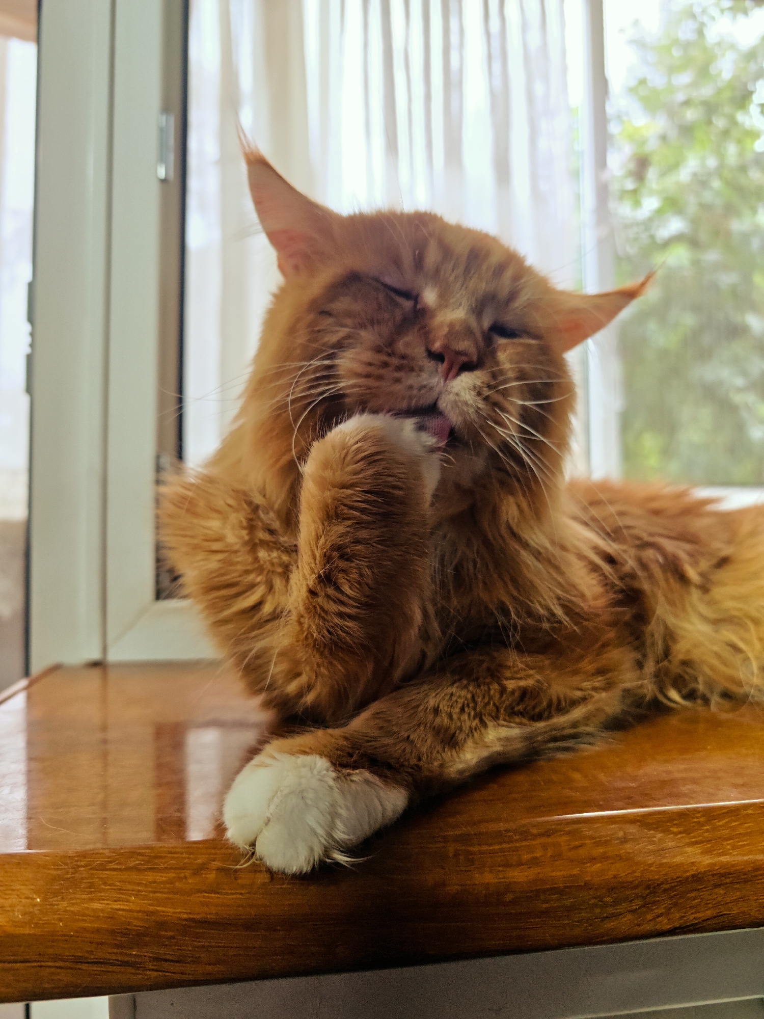 A fluffy, ginger-colored Maine Coon cat is lying on a polished wooden surface, possibly a table or windowsill. The cat has its eyes closed, and one paw is raised to its face, appearing to be grooming itself. Its tongue is slightly visible. The cat is positioned in front of a window with sheer white curtains, through which diffused daylight is entering. Outside the window, blurred green foliage is visible, suggesting an outdoor environment. The wooden surface reflects light, indicating it is well-maintained. The overall scene conveys a sense of domestic tranquility. The image does not contain any elements that would indicate a specific location within the city of Abakan, Russia.