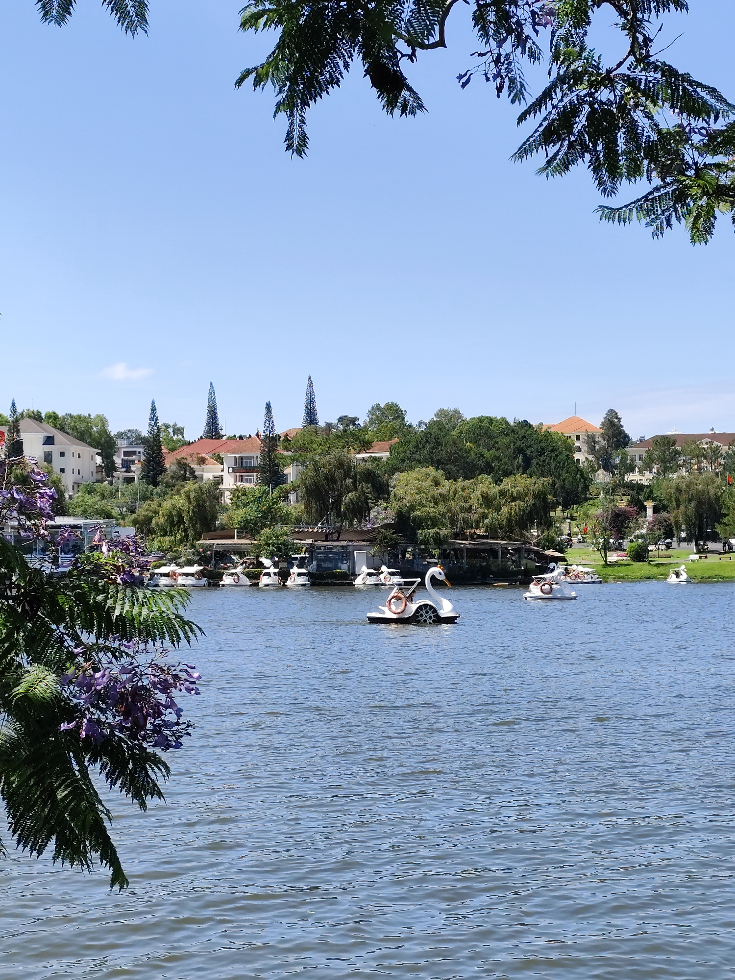 This bright, sunny daytime photograph captures a scenic view of a lake in Da Lat, Vietnam, likely Xuan Huong Lake. The foreground and midground are dominated by the rippling, blue water of the lake. Several white swan pedal boats are visible, with a prominent one in the mid-left featuring an orange lifebuoy, indicating recreational activity on the water.
Along the far bank, a variety of buildings with reddish-brown roofs are nestled amidst lush green trees and bushes. Several distinctive tall, slender evergreen trees (possibly Araucaria, common in Da Lat) punctuate the skyline behind the structures. Other boats are docked closer to the shore. The image is framed at the top and left by dark green leafy branches adorned with clusters of purple flowers, likely Jacaranda blooms. The sky above is a clear and vibrant blue with only a few wispy clouds, suggesting excellent weather. While no people are distinctly visible, the presence of the pedal boats implies a leisurely and enjoyable atmosphere. There is no discernible text in the image.