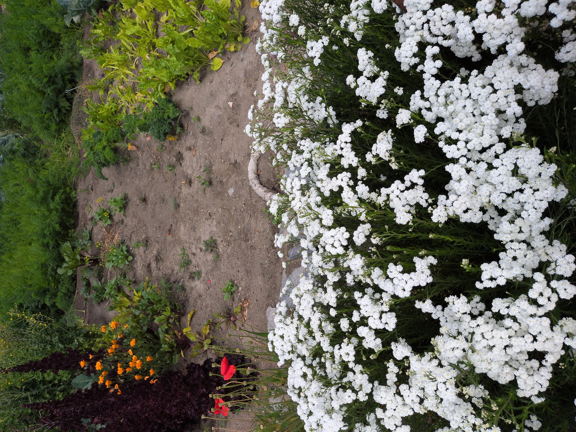 This image depicts a garden scene. In the foreground, a dense cluster of white flowers with small, delicate petals covers the majority of the frame. Behind the white flowers, a patch of dark red, leafy plants is visible to the left, interspersed with several bright red poppy flowers. Further back, orange flowers are scattered amongst green foliage. The middle ground shows rows of green leafy vegetables planted in soil. The background consists of more green foliage, possibly a hedge or larger plants. The overall impression is of a cultivated garden with a variety of flora. The location is not specified to be in Leh, India.