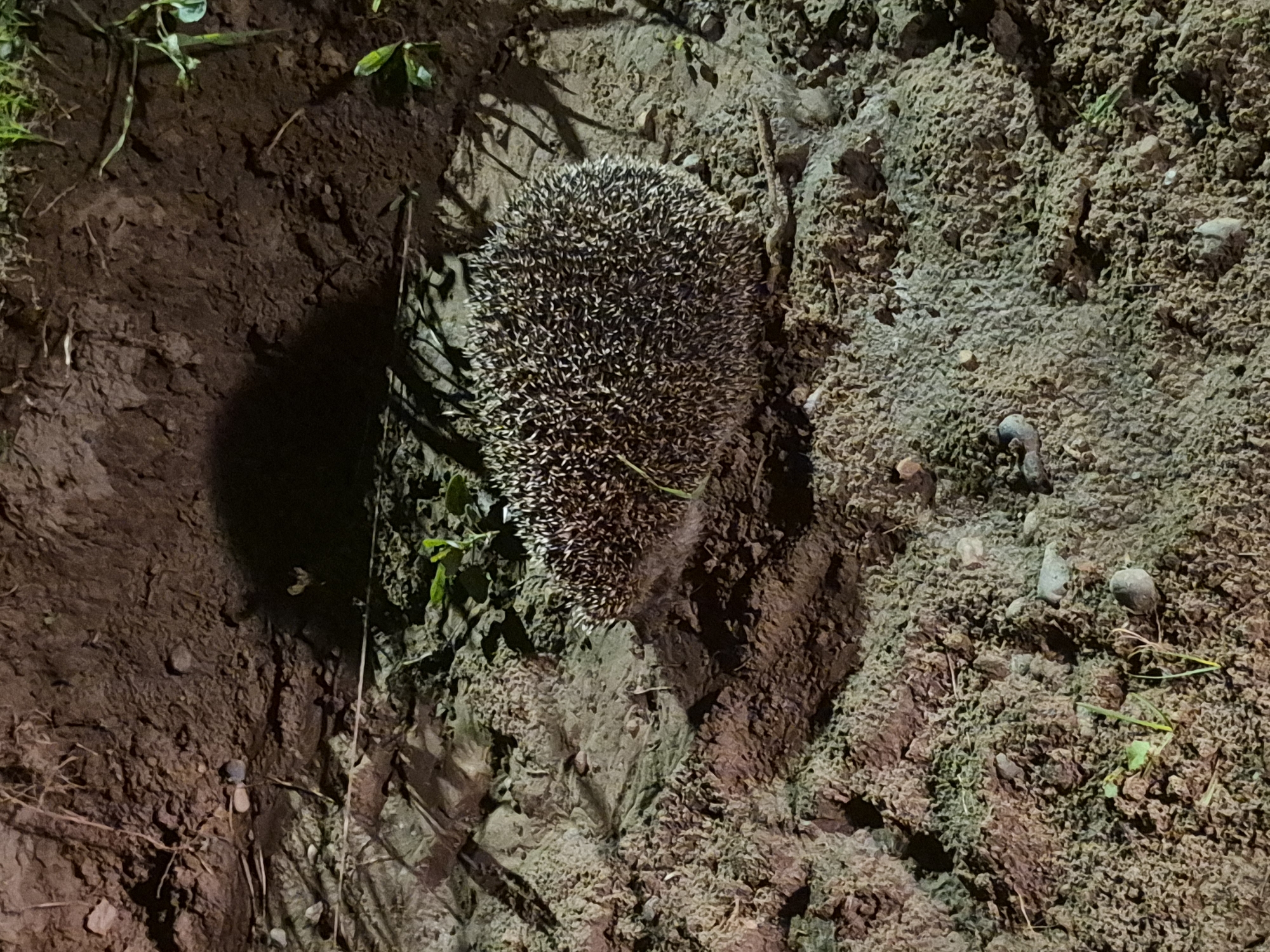 A hedgehog is centered in the frame, situated on a dirt embankment in Ольховка, Russia. The embankment is composed of loose soil, rocks, and sparse vegetation. The lighting suggests it is night.