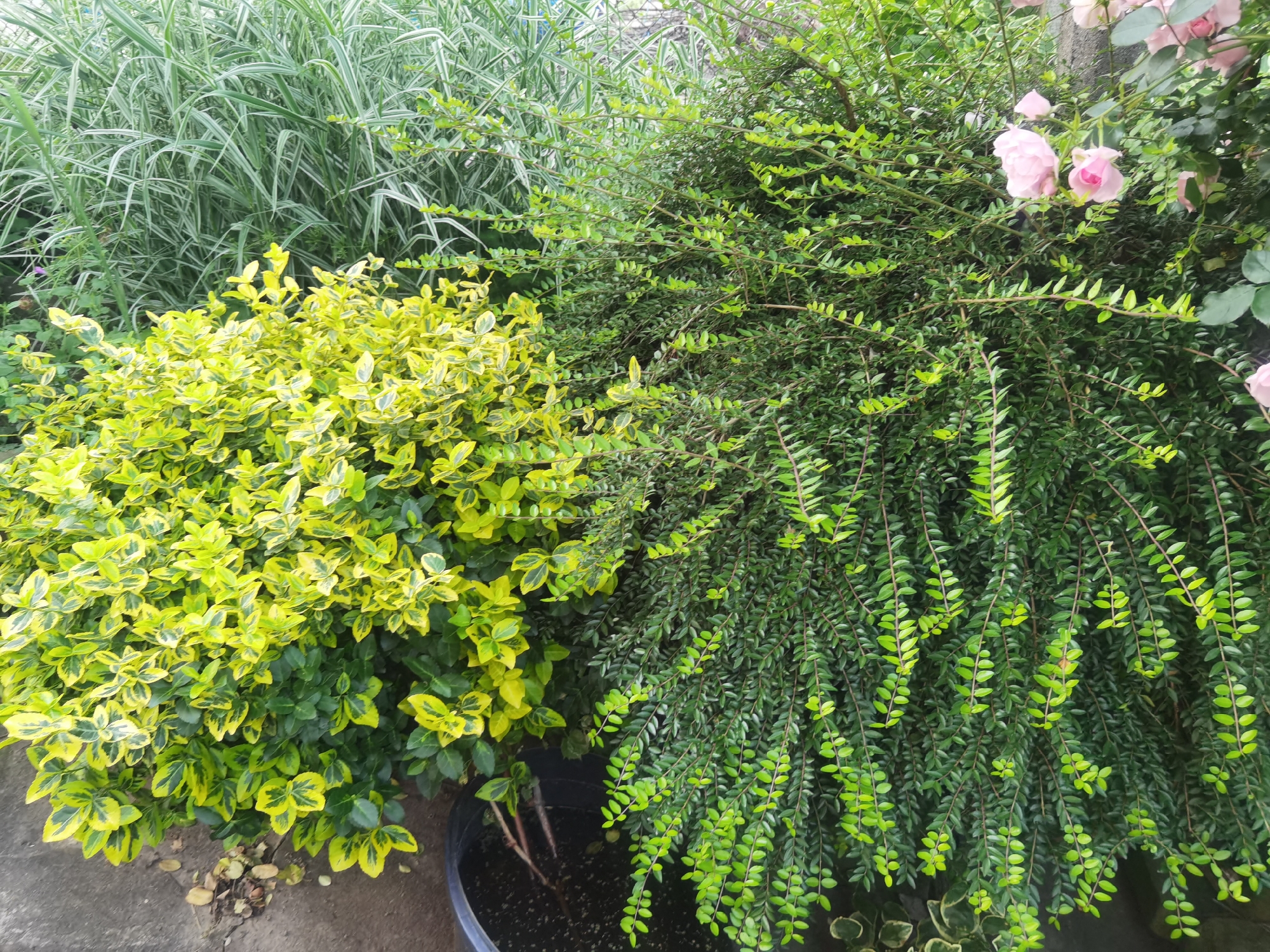 The scene depicts a vibrant outdoor garden or planted area in the city of Lomets, Bulgaria, observed during daylight hours. In the background, tall, slender ornamental grasses with prominent green and white variegated stripes ascend vertically. To the mid-left and lower-left, a dense, mounding shrub features bright chartreuse yellow and dark green variegated leaves, characteristic of a Euonymus cultivar, possibly growing directly in the ground. Adjacent to this, occupying the mid-right and lower-right, is a densely foliated shrub with numerous small, glossy, oval, dark green leaves arranged on slender, somewhat weeping branches. This plant is contained within a black plastic pot, visible at the bottom center. Further to the top right, a rose bush displays multiple light pink blooms, some fully open with visible petals, and others as developing buds, set against a darker, indistinct background. The ground visible at the bottom left consists of a concrete or paved surface, with a small accumulation of dried leaves or debris. No human figures or discernible actions are present within the frame.