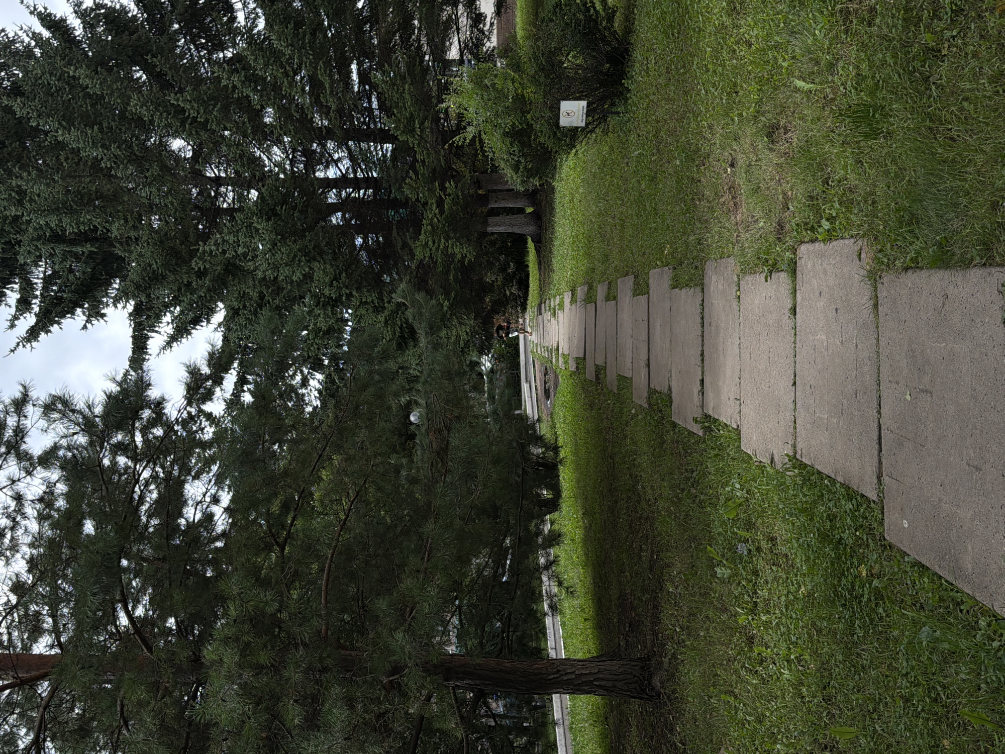 This is a ground-level, eye-level, vertical shot of a stone pathway leading through a grassy area lined with large evergreen trees. The pathway is made of large, rectangular concrete slabs, laid out in a straight line. The grass on either side of the path is green and slightly overgrown. Several tall evergreen trees are prominent in the background, with one on the left side of the image appearing closer and larger than the others. The sky is overcast, with a few patches of blue visible. In the distance, a person can be seen walking on the pathway. A small white sign with a red circle and a line through a dog is visible on the right side of the image, indicating a prohibition against dogs. The scene appears to be in a park or public garden area in Ussurijsk, Russia.