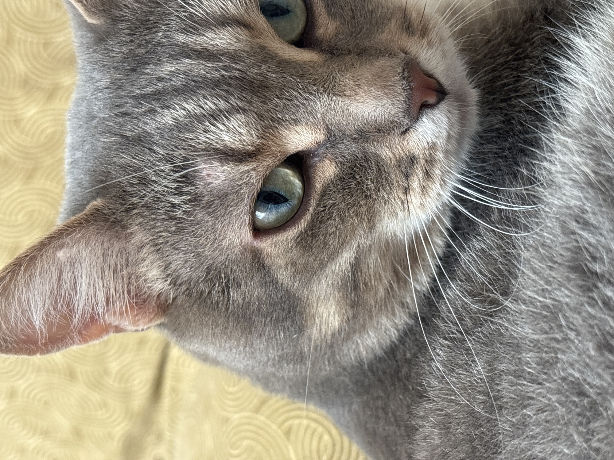 A close-up, eye-level shot focuses on the head and upper chest of a grey tabby cat. The cat's fur is a mix of grey, white, and black stripes. Its ears are pointed upwards and its large, piercing green eyes are looking slightly downwards and to the left. The background is a blurred, textured surface in a yellowish hue.