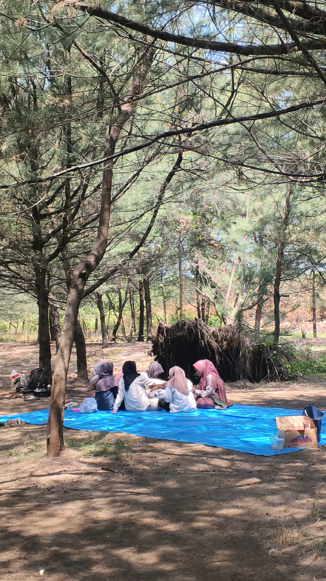 In Pabeanilir, Indonesia, six individuals are seated on a bright blue tarp spread across a sandy area. They are engaged in a gathering, possibly a picnic, within a wooded environment. The trees are sparse, with thin trunks and branches, and a large uprooted tree lies horizontally in the background. The ground is covered in sand and dry leaves. The individuals, appearing to be women, are dressed in headscarves and modest clothing. One person wears a black headscarf and a white top, another a grey headscarf and dark top, a third a light brown headscarf and white top, and a fourth a pink headscarf and purple top. Two others are partially obscured. In the foreground, to the right of the group, a cardboard box, a plastic bag, and two cups are placed on the tarp. The scene is illuminated by natural sunlight filtering through the trees, casting shadows on the ground.