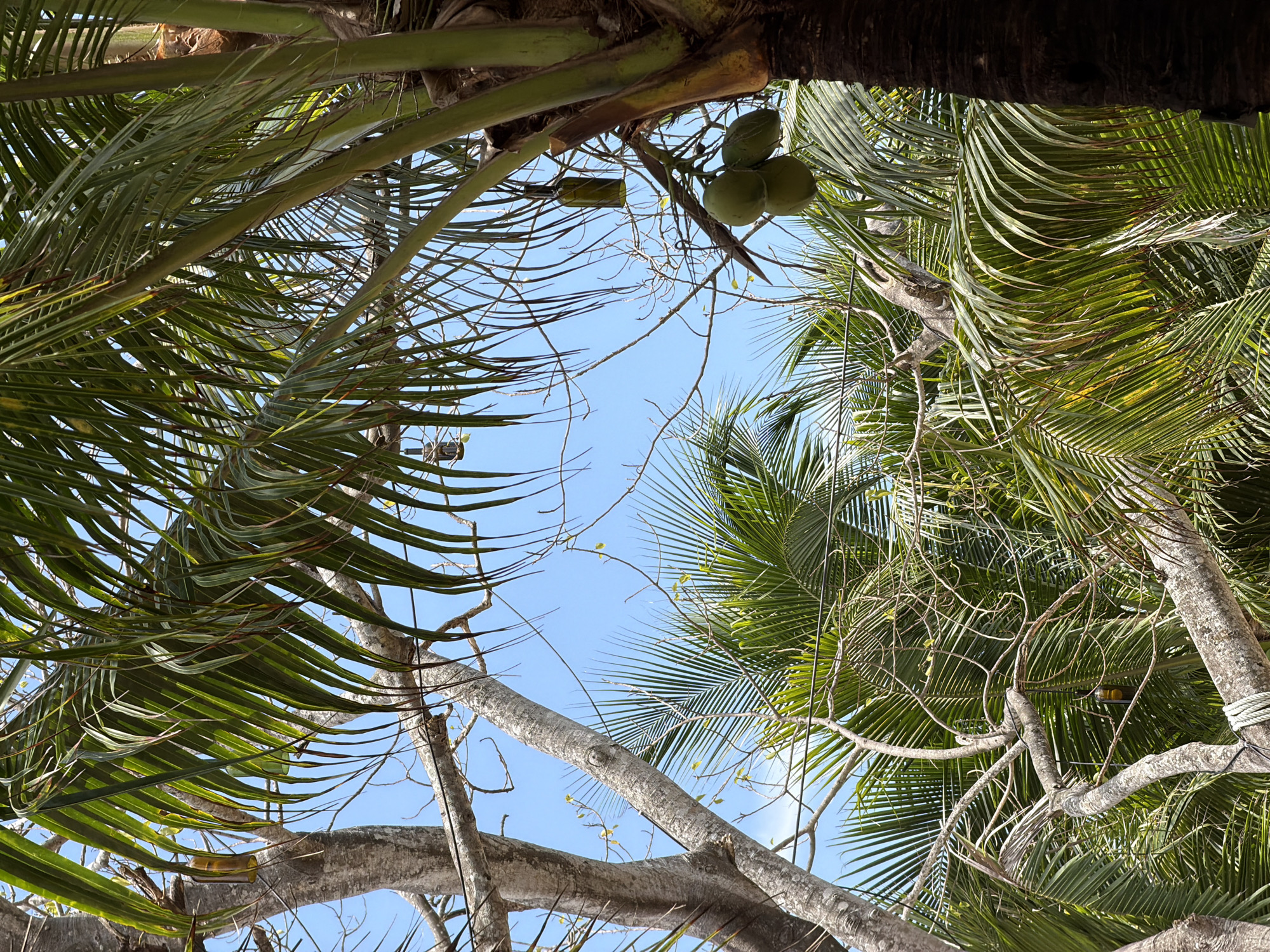 The scene is a low-angle shot looking up into a dense canopy of palm trees against a blue sky, likely in Nam Nha Trang Ward, Vietnam. The fronds of the palm trees fill the frame, with several coconuts clustered together. In addition to palm trees, tree branches and vines intersect the view.