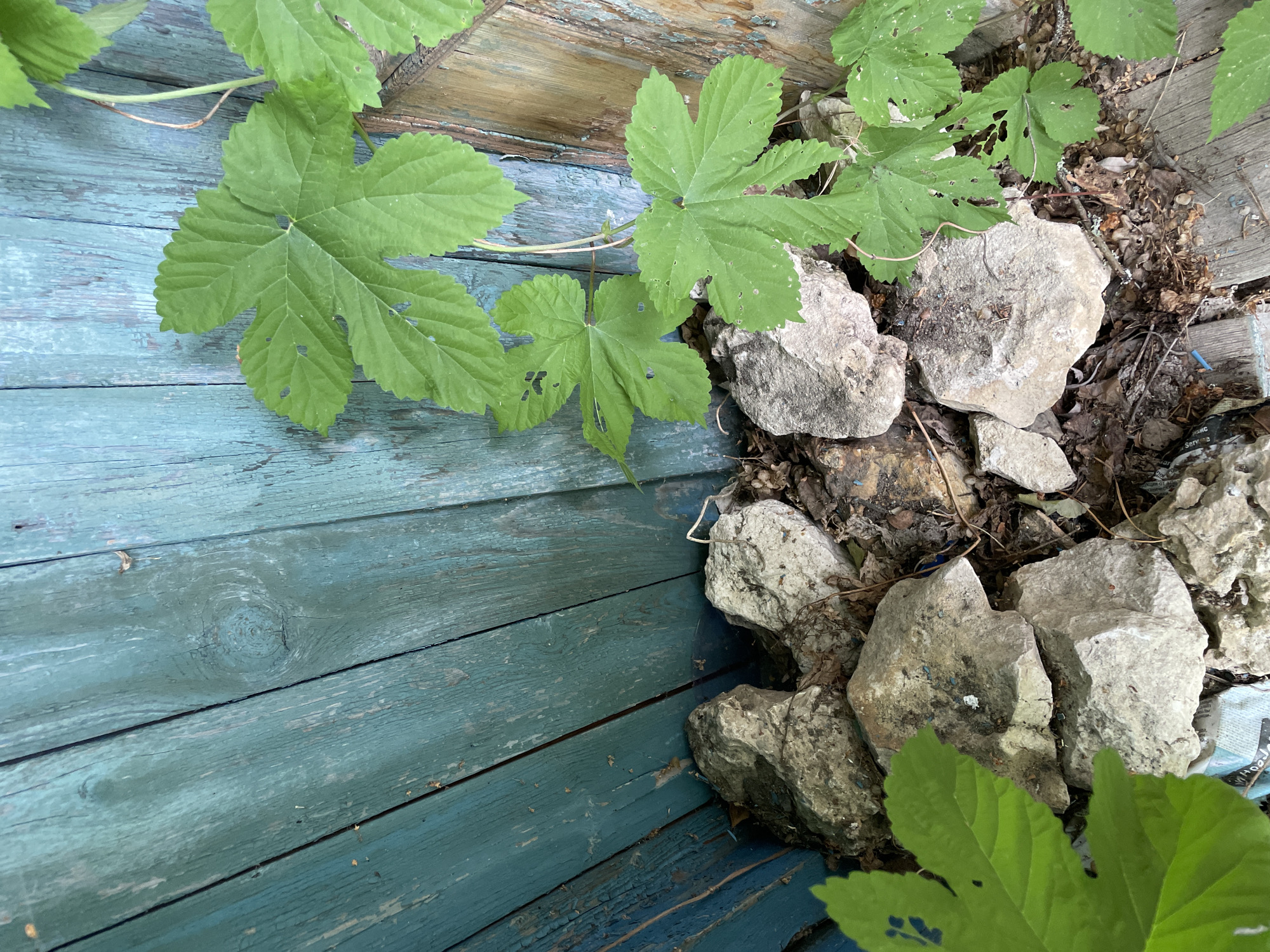 The image shows a close-up view of a weathered, teal-painted wooden fence. Several large, light-colored rocks are piled at the base of the fence, interspersed with dry leaves and debris. Lush green leaves from a climbing plant, possibly hops, are visible, with some leaves showing small holes. The wooden planks of the fence are worn, with visible grain and peeling paint. The scene appears to be outdoors, possibly in a neglected or overgrown area. The lighting suggests it is daytime.