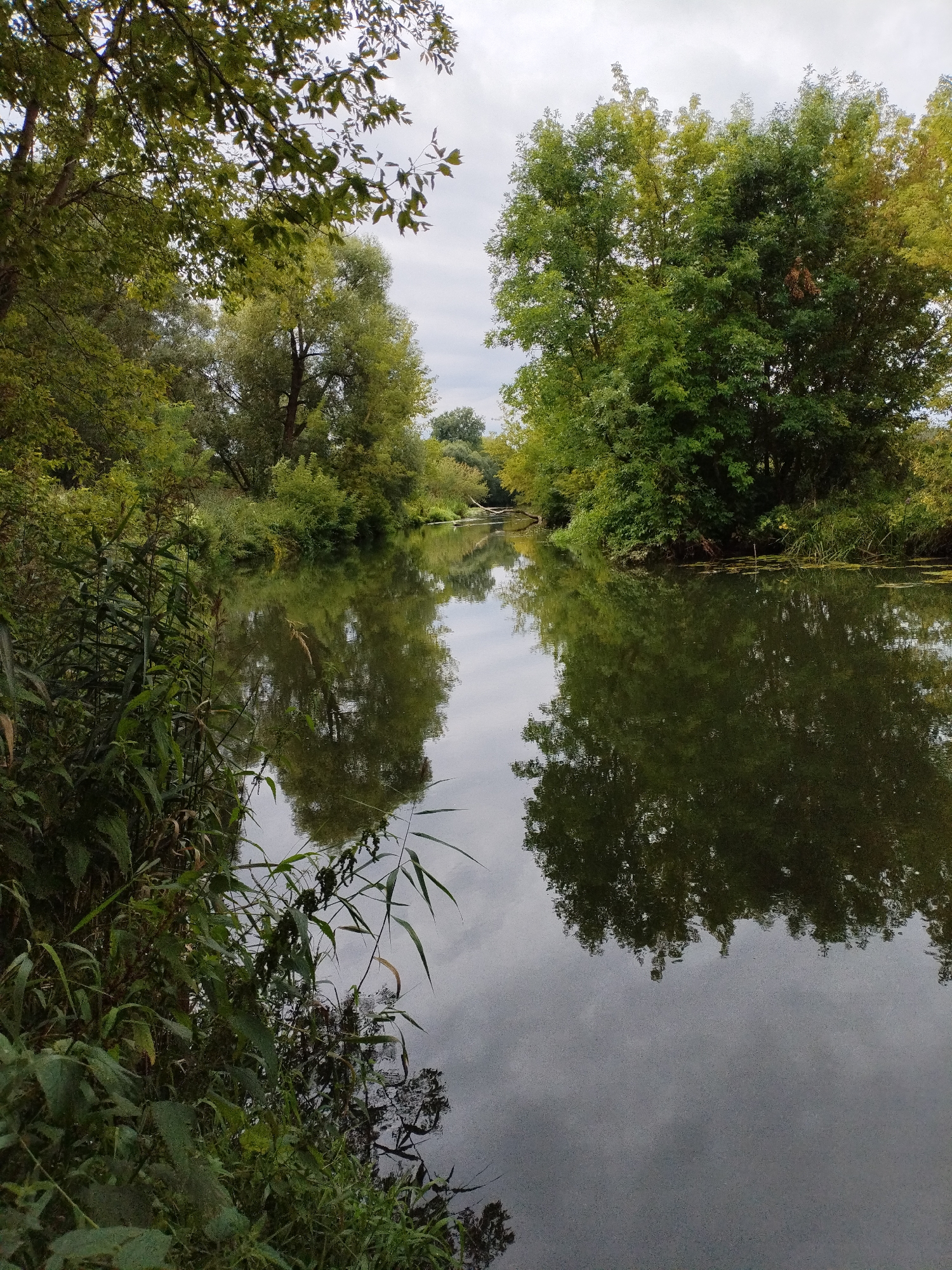 A vertical, full shot captures a serene river flowing through a lush, verdant environment. The river's surface is calm, reflecting the surrounding trees and the overcast sky. On the left bank, tall reeds and dense green foliage line the water's edge, creating a natural border. The right bank is dominated by a large, mature tree with full, green foliage, its branches extending outwards. In the distance, the river narrows, curving gently out of view, with more trees and vegetation lining its course. The overall impression is one of tranquility and unspoiled nature, suggestive of a peaceful park or natural reserve, potentially in Bialynichy, Belarus. There are no people or animals visible in the scene.