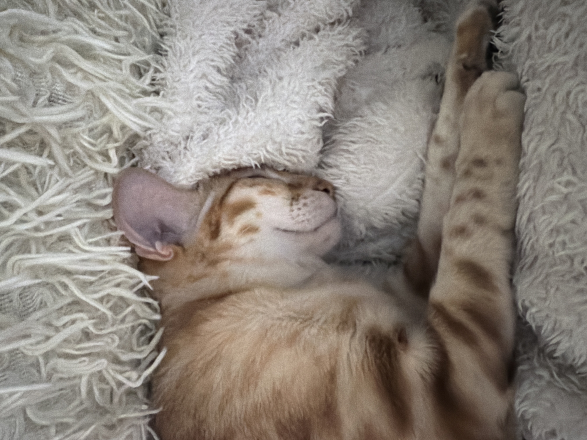 A ginger tabby cat lies on its back, asleep, on a soft, fluffy white blanket. The cat's front paws are raised in the air. The location is not discernible from the image, nor is the city of Vsevolozhsk, Russia.