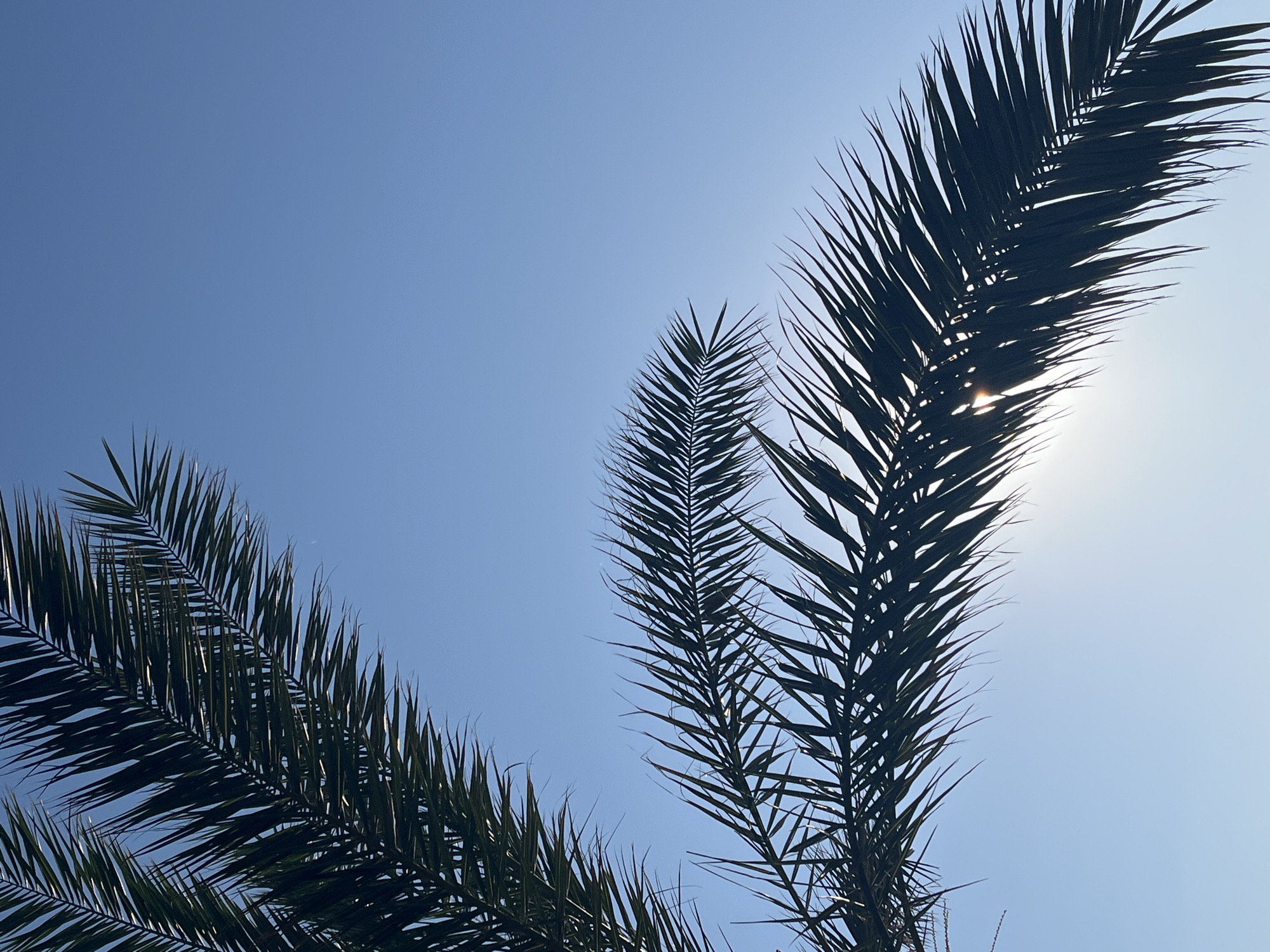 The image captures an upward-looking perspective of a clear, bright blue sky, partially framed by the dark silhouettes of palm fronds. Three distinct sets of palm leaves are prominent, positioned across the lower left, lower center, and upper right portions of the frame.
The fronds, with their characteristic long, pointed leaflets, appear almost black due to being backlit by the sun, creating a strong contrast against the vivid sky. Through the dense foliage of the palm frond on the right side of the image, the bright sun is visible, creating a radiant glow and a subtle sunburst effect. The sky itself is unblemished by clouds, indicating a clear and sunny day.
No people or man-made objects are visible. The scene depicts a serene and natural environment, emphasizing the simple beauty of palm trees against a brilliant sky. The clear blue sky and prominent palm fronds suggest a warm, possibly tropical or subtropical climate, consistent with the location context of Alanya, Turkey. The intensity of the light points to a daytime setting, likely midday or early afternoon. There is no visible text in the image.