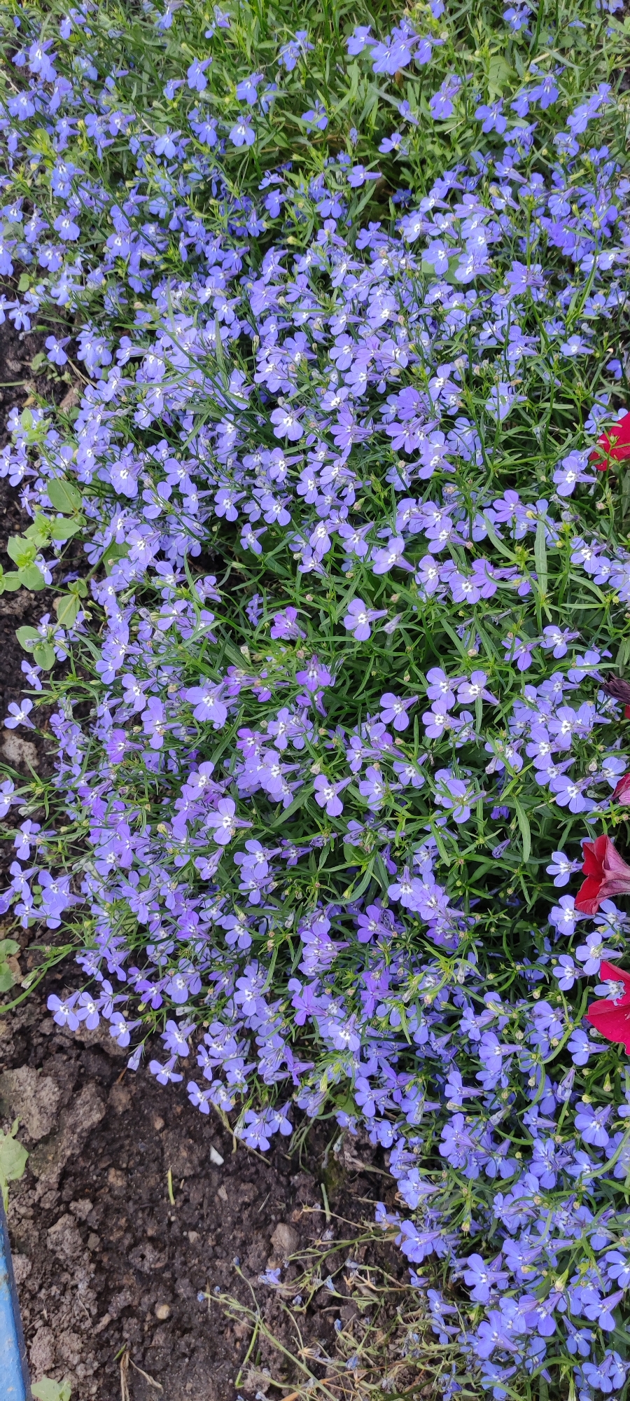 The image is a close-up, overhead shot of a dense patch of lobelia flowers, predominantly in shades of purple and blue, with some hints of white in the center of the blossoms. The flowers are small and delicate, with five petals. They are interspersed with thin, green stems and leaves, creating a lush, carpet-like appearance. To the left of the frame, dark, moist soil is visible, suggesting the flowers are planted in a garden bed. In the upper right corner, a sliver of a red flower, possibly a petunia, is partially visible. The overall impression is one of vibrant, natural beauty. There is no indication of the city of Chekhov, Russia in the image itself.