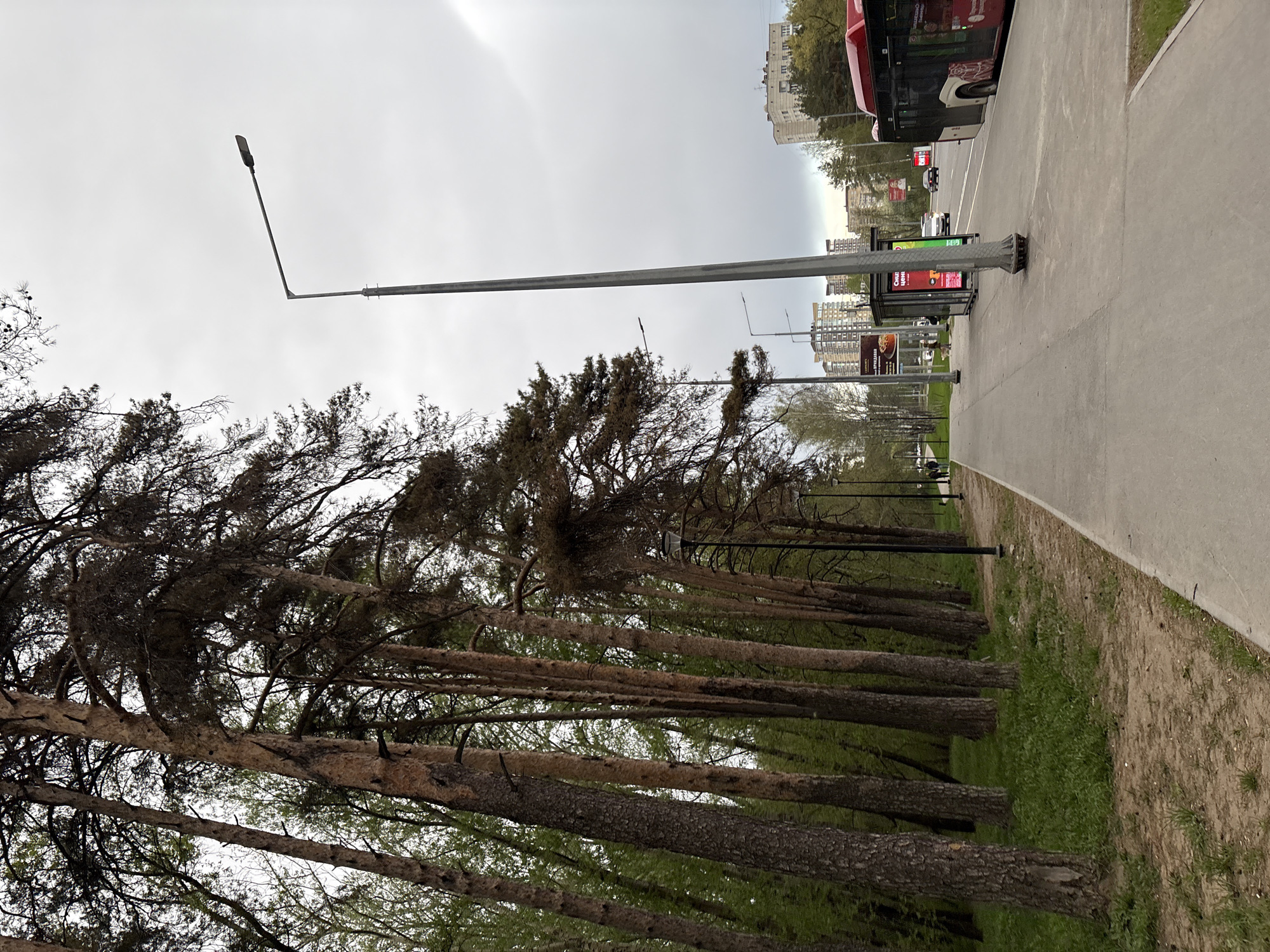 The image captures a street scene in Perm, Russia, likely along a public transportation route. A wide concrete sidewalk runs parallel to the street, bordered by a strip of grassy ground and a line of tall pine trees. The trees' trunks are visible, reaching upwards with their dark, intertwined branches.
A tall metal streetlight stands prominently, angled over the sidewalk, while a bus stop structure with advertisements is visible on the right side of the image. The back end of a red bus is parked at the bus stop. Traffic moves in the street, and buildings can be seen in the background, suggesting an urban environment. The sky is overcast, casting a soft, diffused light over the scene.