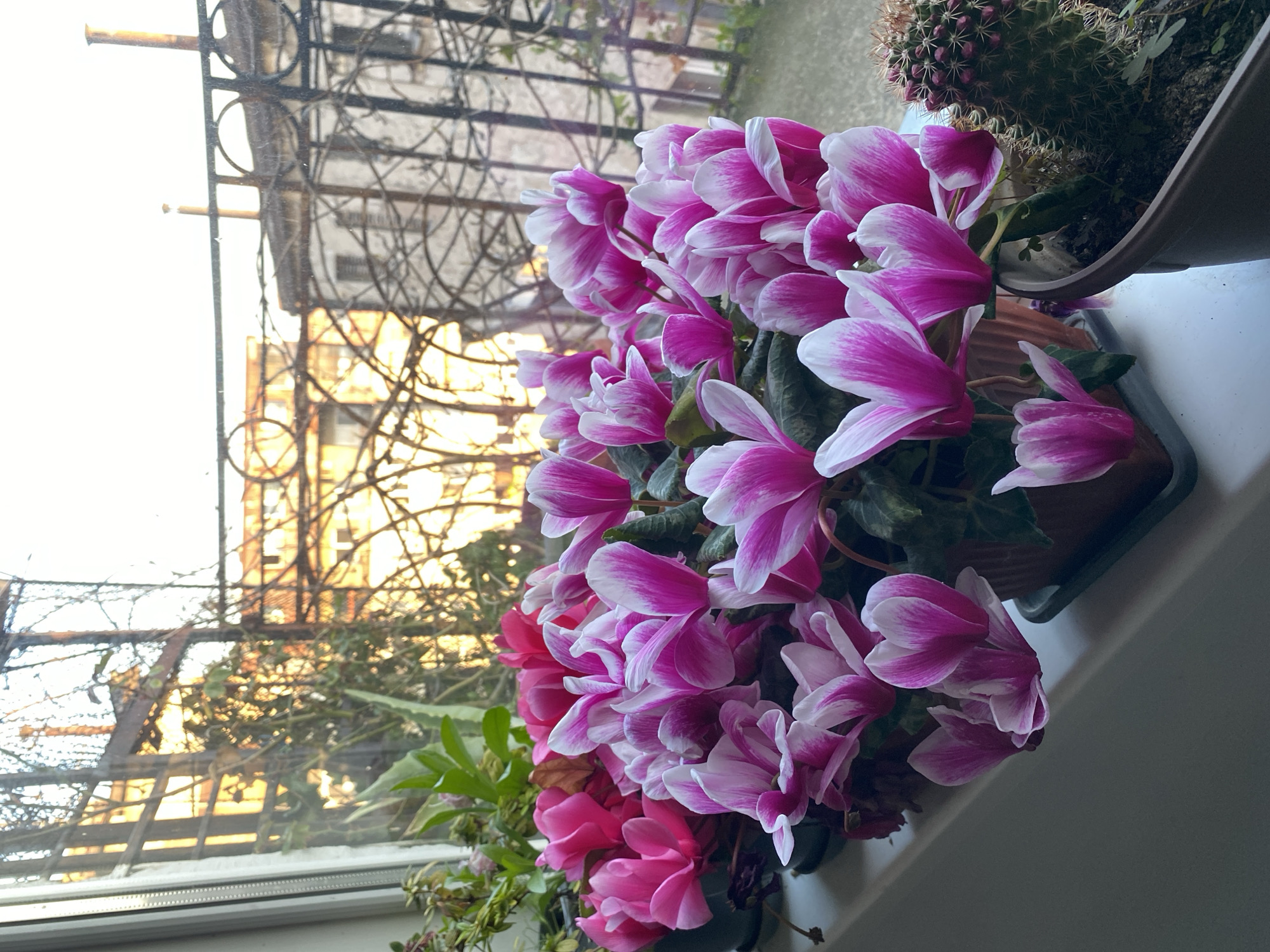The image shows a close-up of a windowsill with several potted plants. The foreground is dominated by cyclamen flowers with pink and white petals. Behind the cyclamen is a cactus in another pot. The windowsill appears to be inside a building, as a window is visible, offering a view of another building with wrought iron bars and visible architecture. The building outside appears to be in Belgrade, Serbia, based on the architectural details and general appearance. There are no people visible in the image.