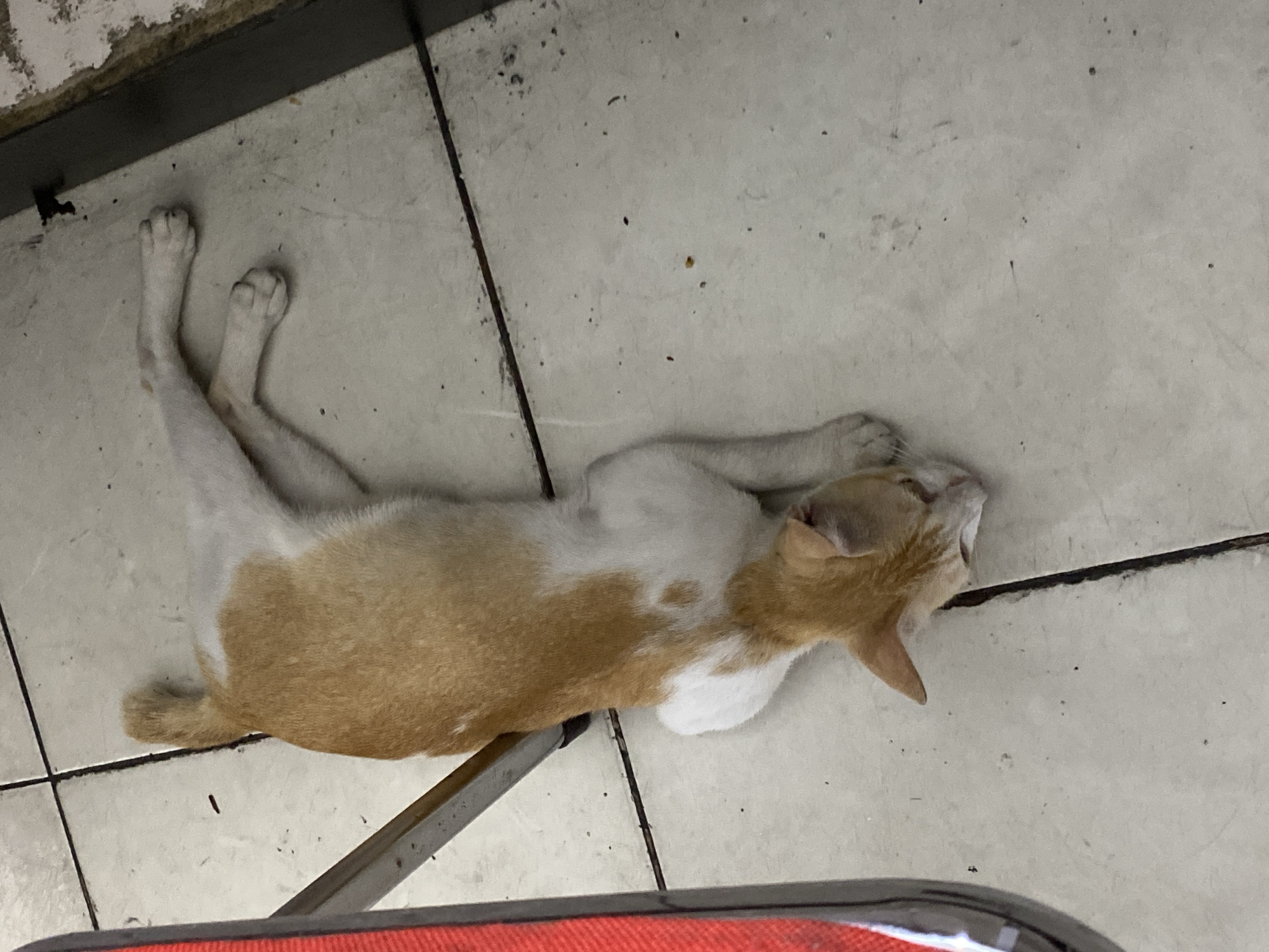 A ginger and white cat is lying on a tiled floor, near a metal chair leg. The cat is stretched out, with its head resting on the floor. Its eyes are closed, and it appears to be sleeping. The floor is light-colored and appears to be dirty, with several small dark spots scattered across it. The chair leg is dark and has a red object attached to it. The scene appears to be indoors, possibly in an urban environment.