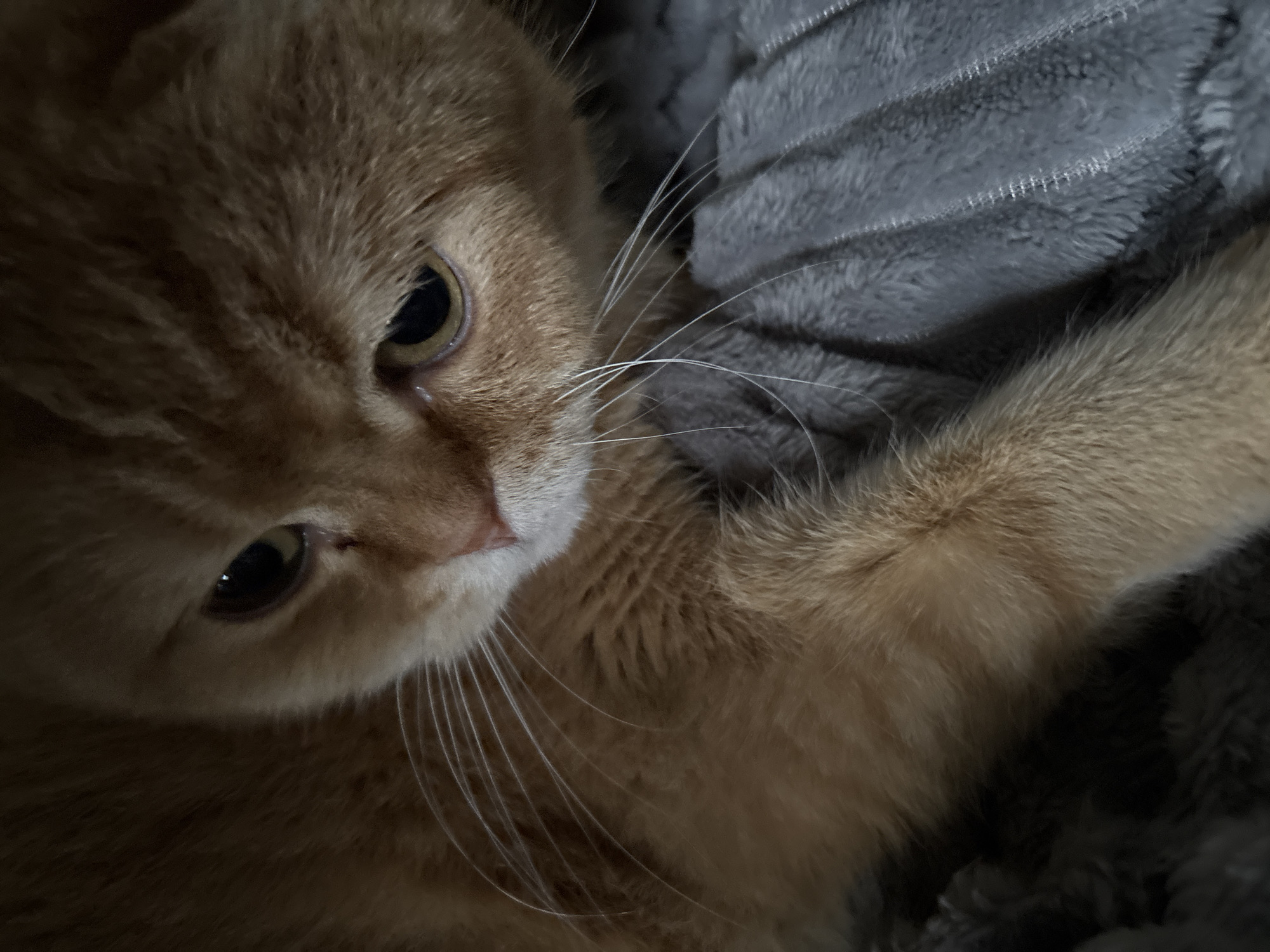 A close-up, eye-level, indoor photograph shows an orange tabby cat resting on a grey, plush blanket. The cat is positioned in the lower left portion of the frame, with its head tilted down and to the right, looking away from the camera. Its fur is a warm orange hue, with subtle stripes visible. The cat's whiskers are long and white, fanning out from its face. One of its front paws is visible, resting on the blanket. The grey blanket has a textured, ribbed pattern and fills the right side and background of the image. The lighting is dim, creating soft shadows and highlighting the cat's features. The overall scene is peaceful and cozy.