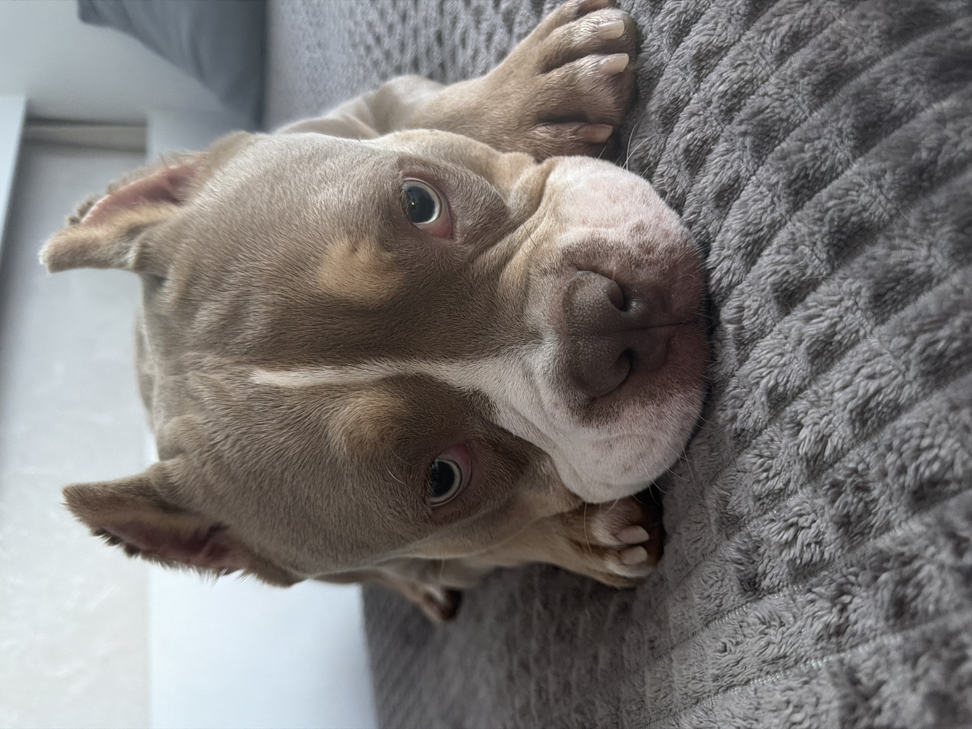 A close-up, low-angle shot shows a tan and white pit bull puppy lying on a gray, textured blanket. The puppy is facing forward, with its head resting on its paws and its body extending out of the frame. The puppy's eyes are open and looking directly at the camera. The background is blurred, but appears to be a white wall and a gray pillow. The image is taken indoors in an urban environment.