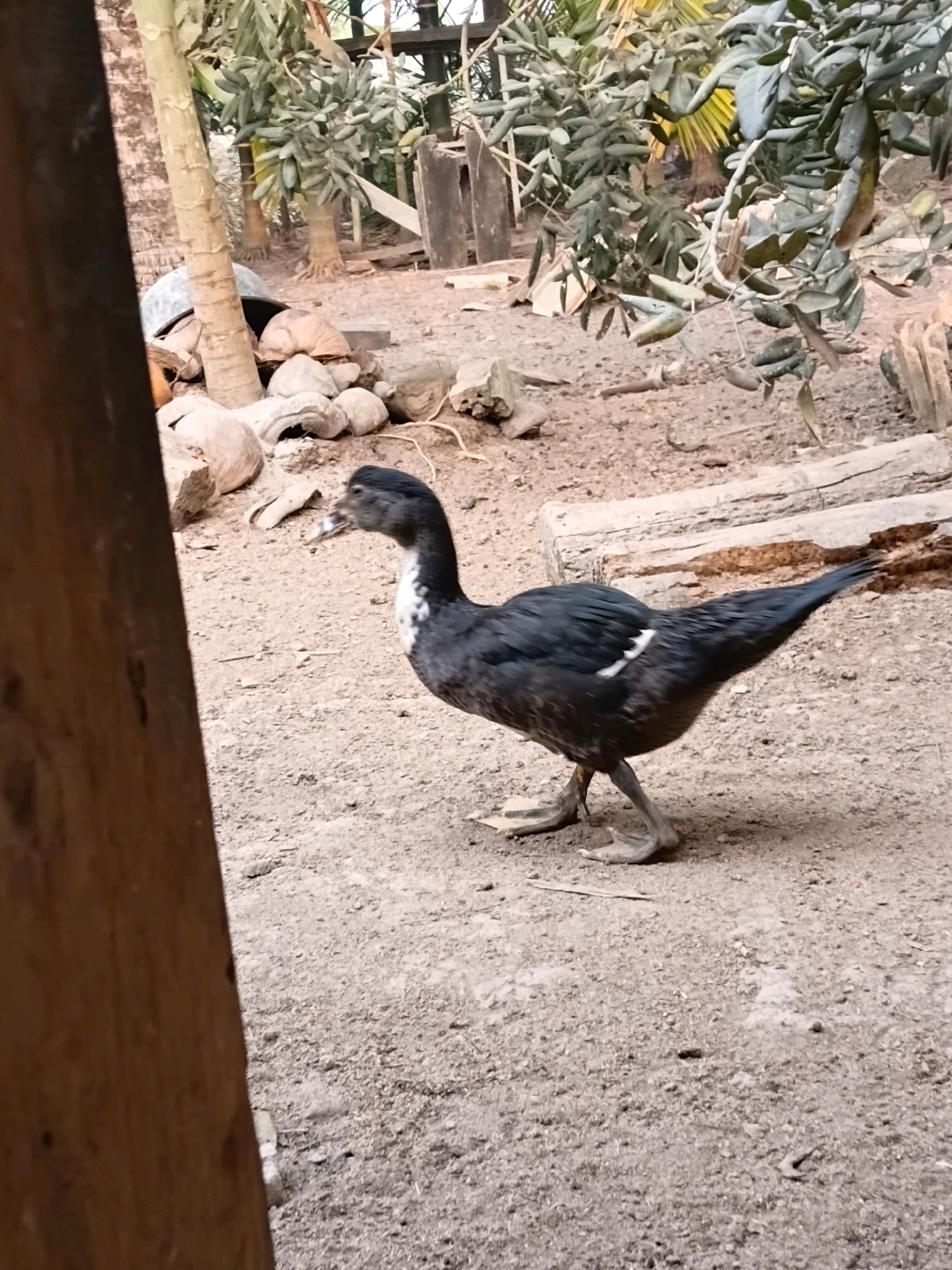 A black duck with white markings on its chest and wings walks across a dusty, uneven ground. The duck is facing left, with its head slightly lowered and its beak open. Its webbed feet are visible, as are its dark legs. In the background, there are several large rocks, a fallen log, and some vegetation, including trees with broad leaves and palm trees. A wooden post is visible in the foreground, to the left of the duck. The overall environment appears to be an outdoor, possibly rural or semi-rural area, consistent with the environment of Margo Rukun, Indonesia.