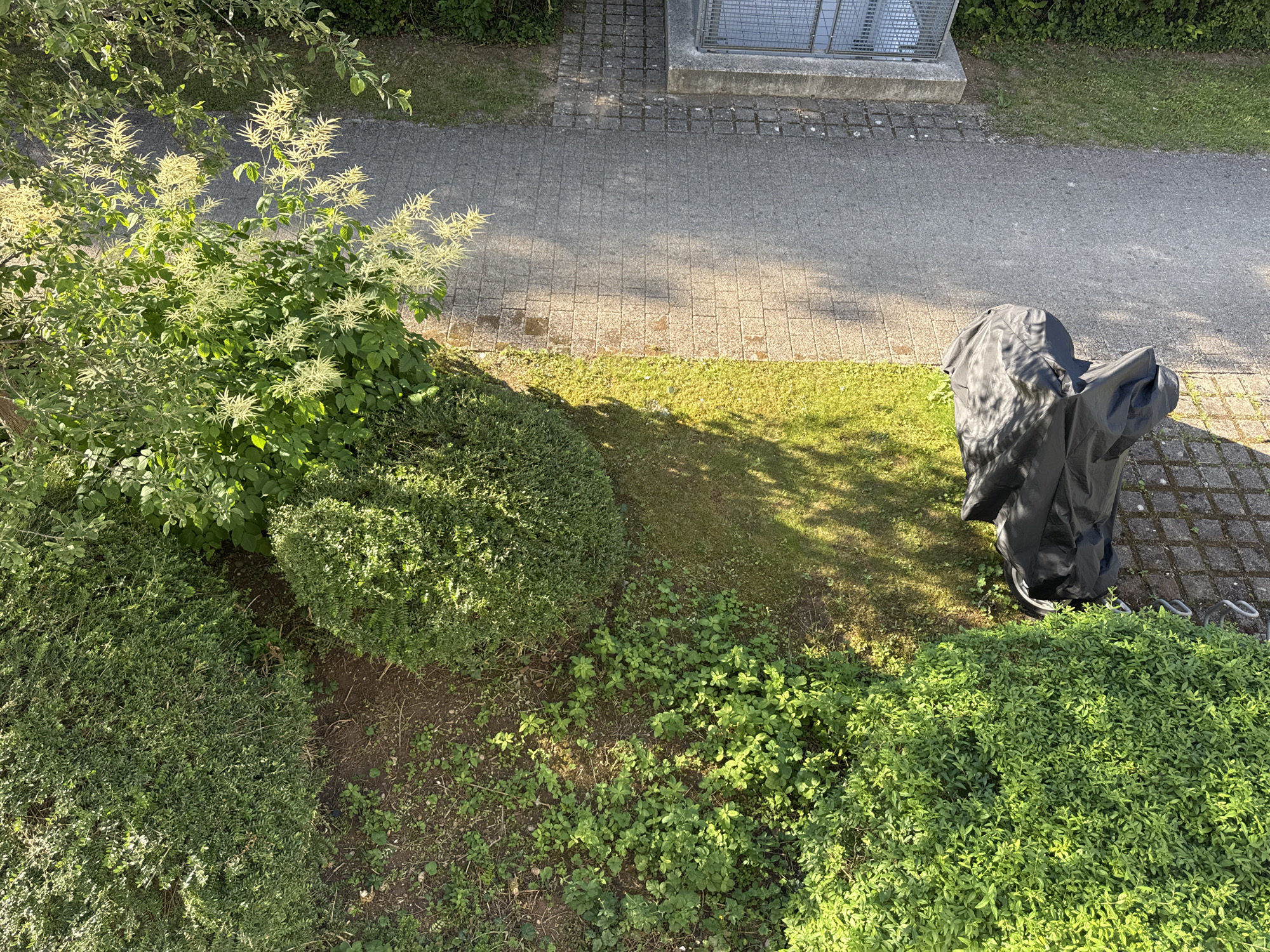 This is a high-angle, full-shot photograph taken in Höhenkirchen-Siegertsbrunn, Germany, showcasing an outdoor scene dominated by lush greenery and a paved walkway. The vegetation comprises various types of bushes and trees, with some displaying white flowers. A portion of the walkway, constructed with interlocking pavers, runs vertically through the right side of the frame. Adjacent to the walkway is a strip of grass and then a densely planted area. In the lower left quadrant of the image, a black tarp is draped over an unseen object, resting on the paver pathway. Shadows from overhead foliage are cast across the walkway and grassy areas, indicating daylight. The image appears to be captured from a significant height, possibly a balcony or window.