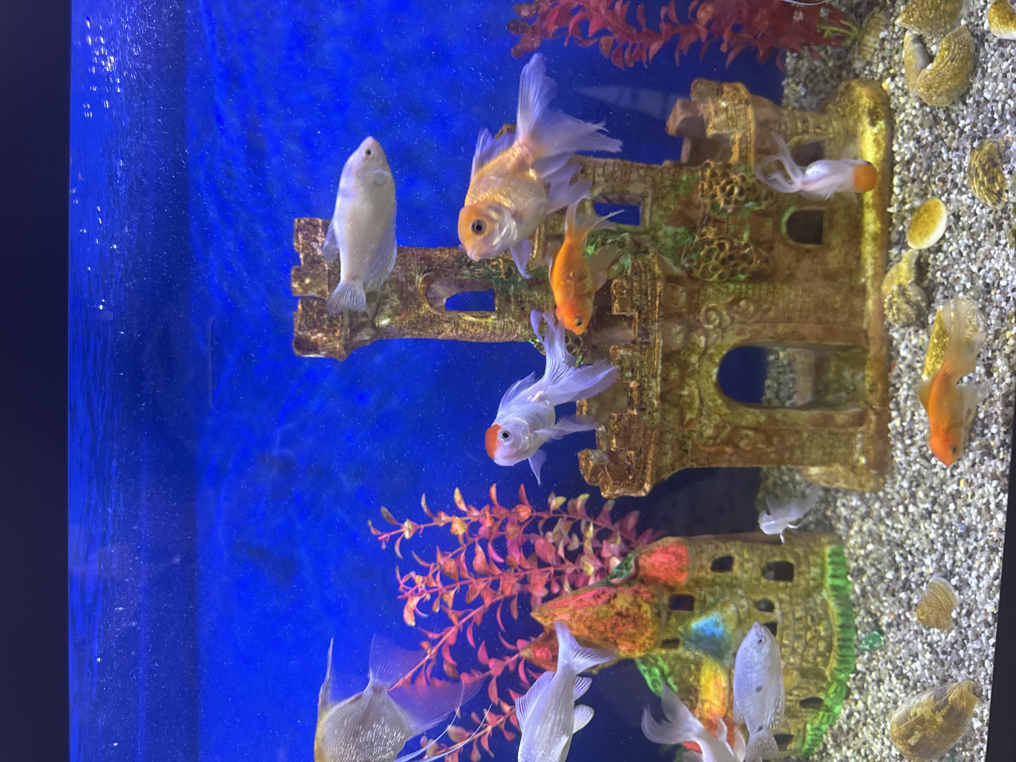 The image shows an indoor aquarium filled with blue water. Several fish, including goldfish and angelfish, are swimming in the aquarium. The aquarium also contains decorative elements such as a castle and artificial plants. The substrate at the bottom of the aquarium is composed of small pebbles and shells. The scene appears to be a typical home aquarium setup. There is no indication of a specific location in the city of Shofirkon, Uzbekistan.