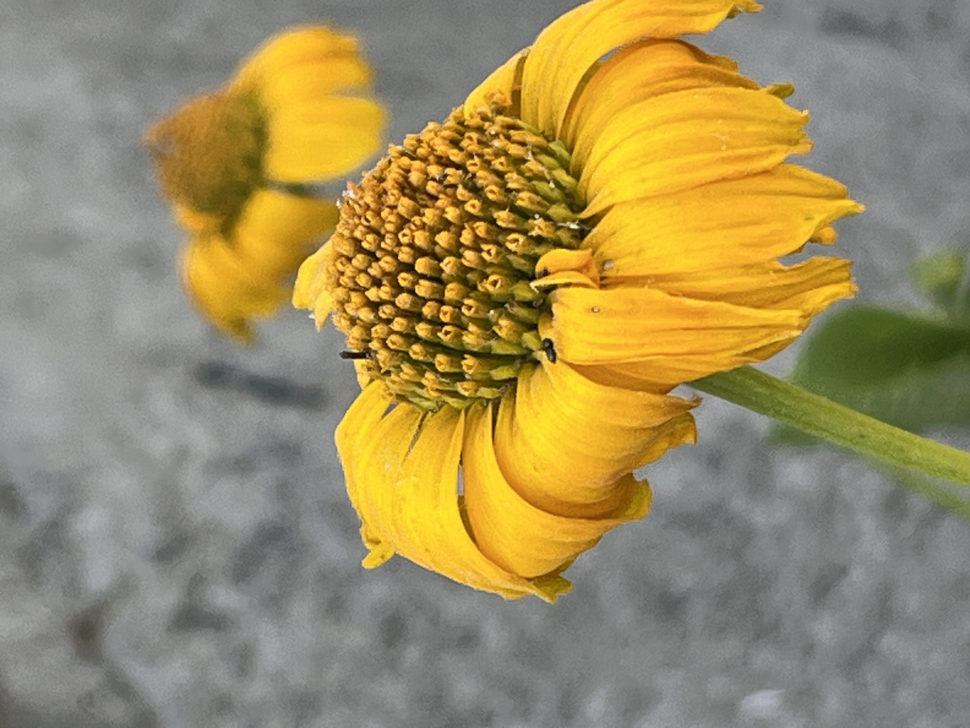 This media file is a close-up photograph of a bright yellow flower, possibly a type of daisy or sunflower, with a detailed view of its center. The flower is in focus and occupies the majority of the frame, with its petals fanning outwards and its seed head clearly visible. Several small, dark insects, likely thrips or aphids, are present on the flower's reproductive parts. In the background, a second, slightly out-of-focus yellow flower is visible, along with a blurry green stem. The background itself is a soft, textured gray, suggestive of pavement or a similar urban surface. The lighting appears to be natural daylight, though the time of day and weather conditions are not explicitly discernible. The image's composition and focus on the delicate details of the flower, including the tiny insects, suggest a nature-focused or botanical photography style. The presence of the flower in an urban-like setting could indicate a park, garden, or even a weed growing in an unexpected place. No text is visible in the image. The location context of Dnipro, Ukraine, doesn't provide further visual clues within the image itself.