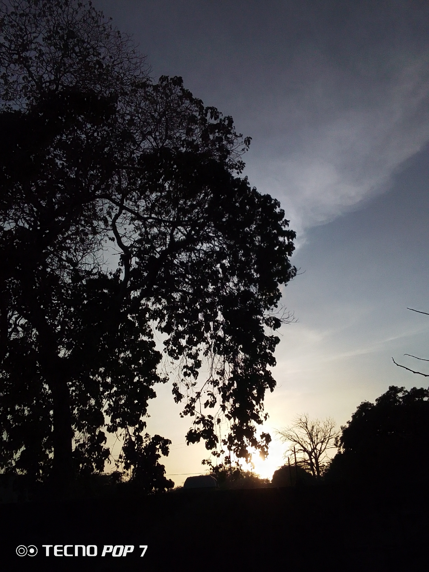The image captures a silhouetted landscape, likely taken near Altagracia, Venezuela during either sunrise or sunset. The sky is predominantly a gradient of grey to a light, yellowish hue near the horizon. In the foreground, a large tree stands in silhouette, its branches and leaves obscuring much of the view. The shape suggests it's a mature tree. Below the large tree, other silhouettes of trees and what appear to be low buildings are present, forming the distant horizon. A smaller bare tree silhouette is also visible. The light source, obscured by the trees, casts rays through the branches, suggesting the time of day. "TECNO POP 7" is imprinted on the lower-left corner of the image. The environment appears to be a rural or suburban area.