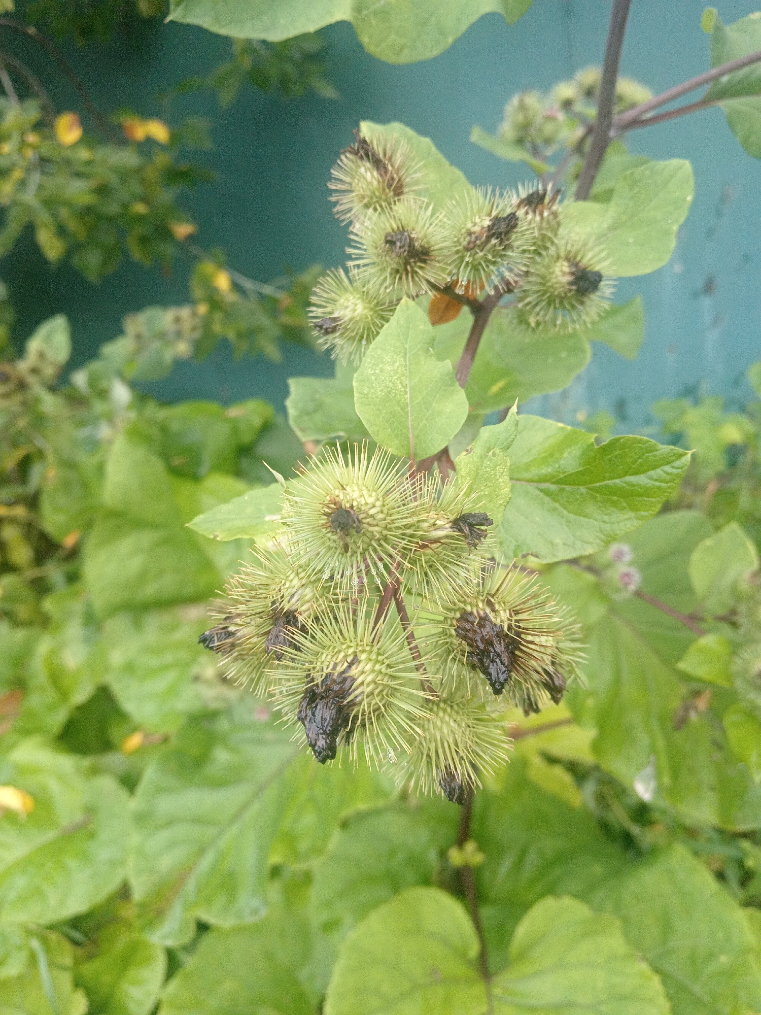 A close-up, slightly blurry photograph shows a thorny plant with green burrs and dark brown centers. The plant has large, green leaves and a reddish-brown stem. The background is a muted teal color, possibly a wall, with some out-of-focus green foliage in the lower left and upper left corners. The overall lighting is overcast, and the image appears to have been taken outdoors during the day in Belogorsk, Russia.