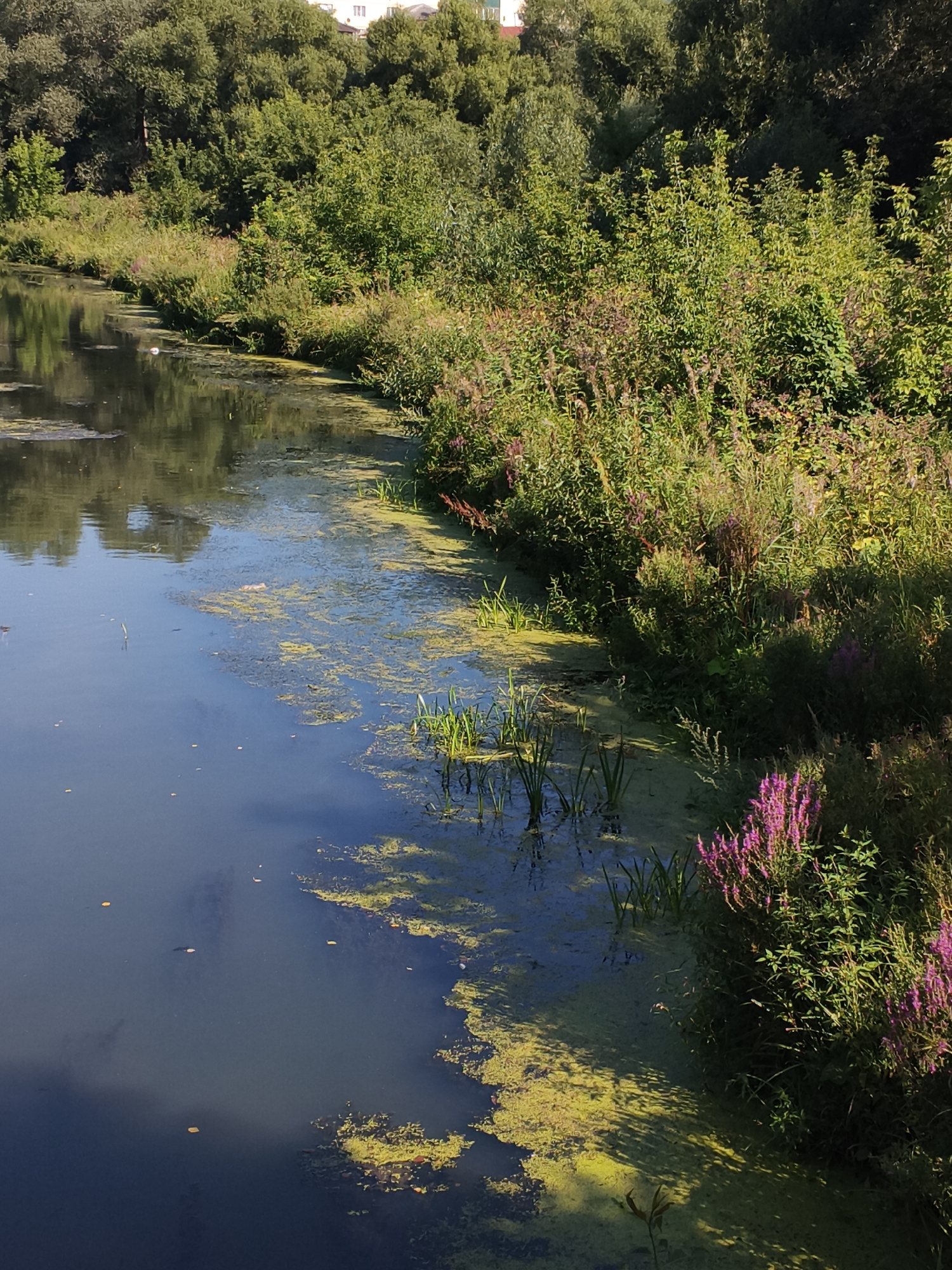 This is an exterior, eye-level, medium shot of a riverbank in Mokshan, Russia, on a sunny day. The foreground is dominated by the dark, reflective surface of the river, which is partially covered with a thick layer of bright green algae. Scattered yellow leaves float on the water. Reeds and aquatic plants grow along the water's edge.
The riverbank is densely covered with a variety of green vegetation, including bushes, tall grasses, and flowering plants with pinkish-purple blooms. In the background, a line of mature trees forms a dense forest. Partially visible through the trees at the top of the image is a multi-story building with white walls and a dark roof. The overall impression is a natural, overgrown riverside scene.