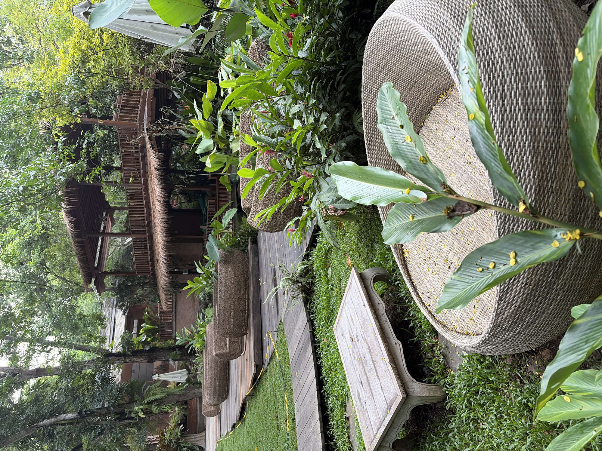 The image depicts an outdoor seating area nestled within lush vegetation in Tambon Mae Raem, Thailand. In the foreground, a large, rounded woven armchair with a woven seat is visible. To the left, a low, weathered wooden coffee table with carved legs sits on a patch of grass. A wooden walkway curves through the grassy area, leading to a series of elongated, woven seating structures arranged in a row. Behind these, dense tropical foliage, including large-leafed plants and flowering ginger, thrives. Further in the background, a multi-level wooden structure with thatched roofs and balconies is partially obscured by trees. Two large, white umbrella shades are also visible, one closed and leaning against a tree on the left, and another partially open in the mid-ground on the right. The overall impression is of a serene, natural outdoor space designed for relaxation.