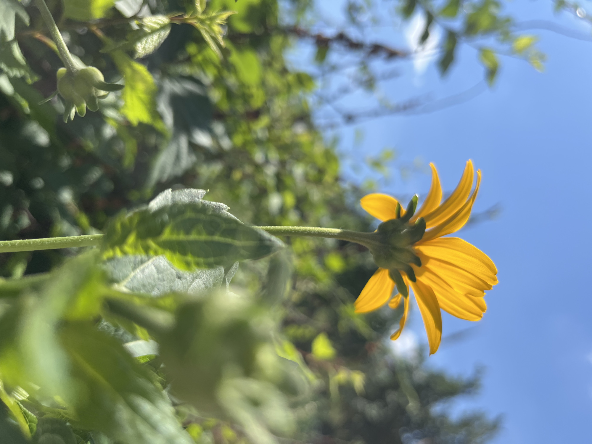 A single yellow flower with pointed petals is pictured from a low angle, its silhouette stark against a bright blue sky. The flower is positioned slightly off-center to the right, with its stem extending downwards. Green leaves and other out-of-focus foliage surround the flower, creating a natural, outdoor setting. The image appears to be taken in Dnipro, Ukraine, during daylight hours, possibly in a garden or park, given the presence of plants and the clear sky.