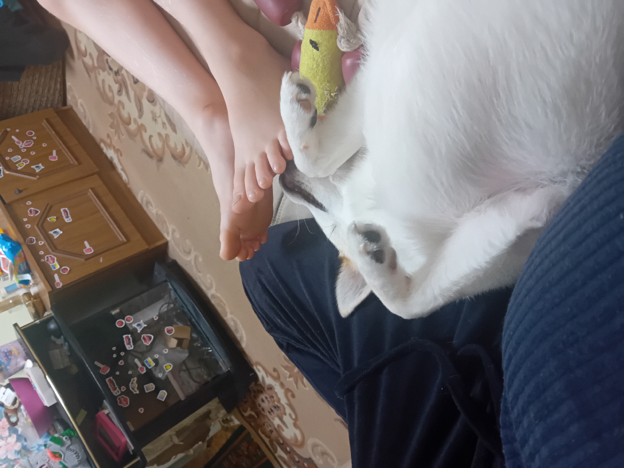 The image depicts an indoor scene within a dwelling in Chuhuiv, Ukraine. The foreground is occupied by a white cat sleeping or resting on a person's lap, which is covered by dark blue, ribbed fabric likely part of trousers. The cat's paws are near its face, and it appears to be holding a small, colorful toy, possibly a duck. To the upper right of the cat, a pair of bare feet with pale skin is visible, resting on a carpet with a patterned design. Behind the cat and feet, a wooden cabinet with several stickers or decals on its doors is partially visible. The cabinet appears to be part of a larger furniture piece, possibly a dresser or wardrobe. Further into the background, a black cabinet with glass doors and various items inside is seen, also adorned with stickers. The overall environment suggests a domestic setting.