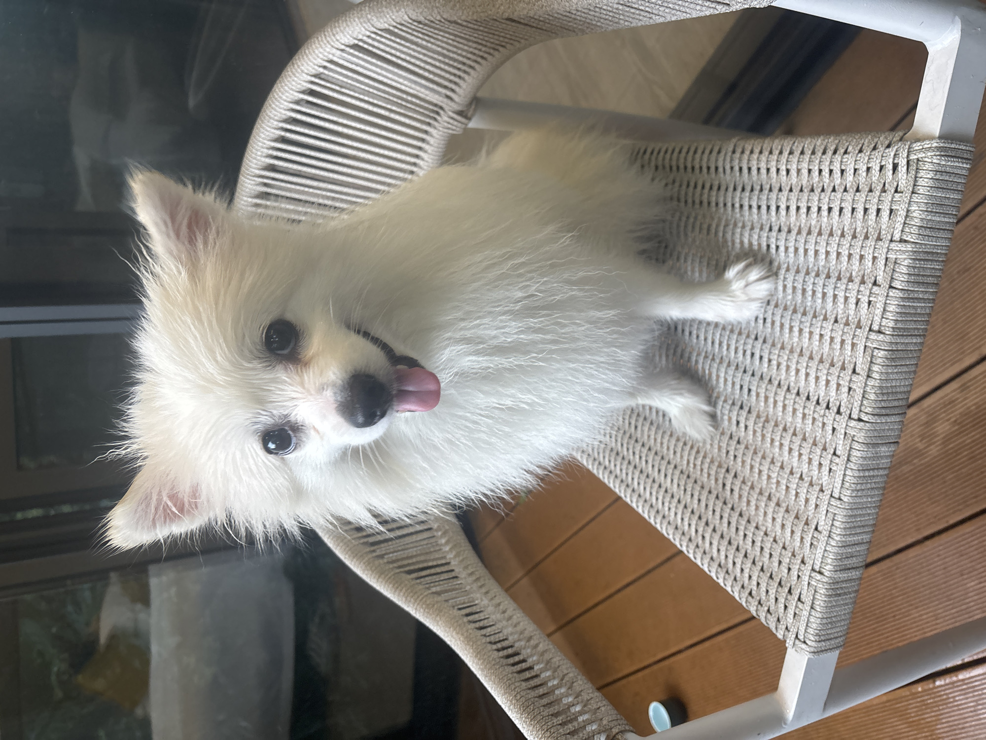 A white Pomeranian dog with its tongue sticking out sits on a woven chair. The dog has black eyes and a black nose. The chair is made of white woven cord and has a white frame. The chair is positioned on a wooden deck. In the background, there is a large window reflecting greenery and a building. The scene appears to be outdoors, possibly on a balcony or patio.