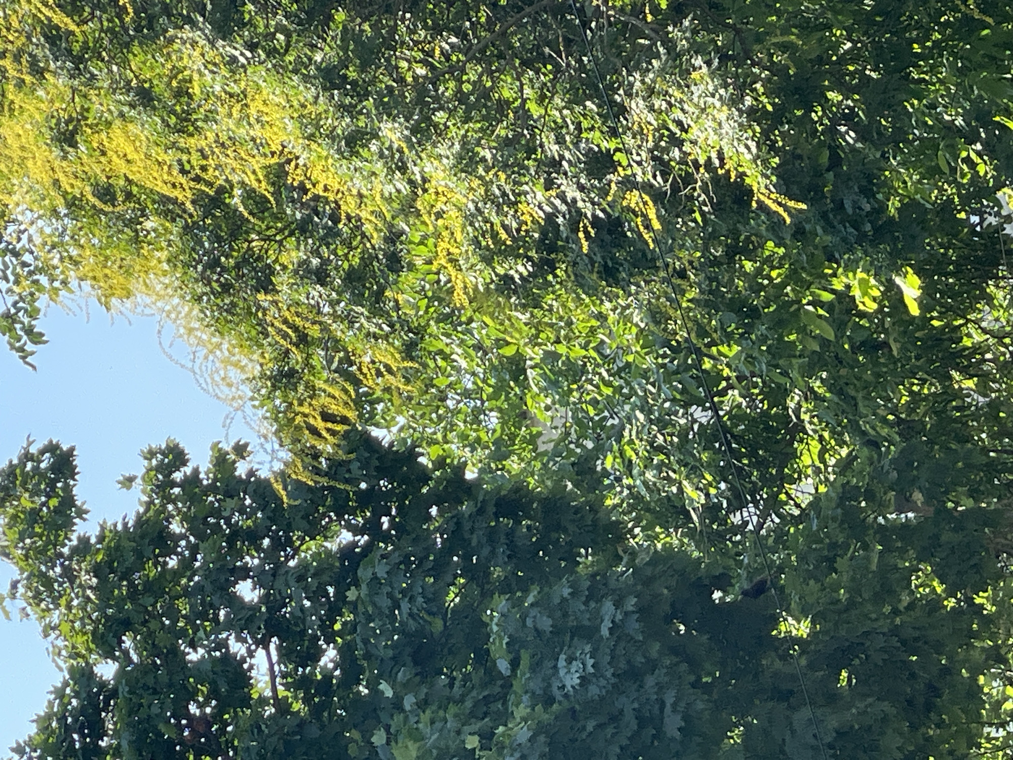 This is a close-up, eye-level shot of lush green trees under a bright sky. The image is dominated by the dense foliage of two trees, one on the left with broad, dark green leaves, and another on the right adorned with clusters of small yellow flowers. Sunlight filters through the leaves, creating highlights and shadows, giving the scene a textured appearance. In the background, a clear blue sky is visible. There is no indication of any specific urban environment or location within Cahul, Moldova; the scene appears to be a natural setting. There are no people, animals, or man-made objects prominently featured, although a thin dark line, possibly a wire, is visible horizontally across the lower middle of the image.