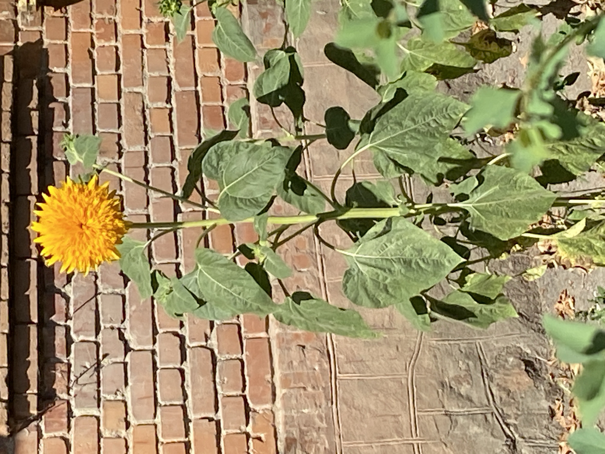 A single, tall sunflower with a fluffy, yellow bloom stands against a rough, reddish-brown brick wall. The sunflower's stalk is green and sturdy, supporting large, heart-shaped green leaves. The background wall features a horizontal line of lighter, rough-hewn stone blocks in the lower portion. The ground in front of the wall is covered with dry, brown leaves and dirt, with some out-of-focus green foliage visible in the foreground. The lighting suggests it is daytime, with shadows cast on the brickwork. There are no people or animals present in the image. The scene is located in the city of Uman, Ukraine.