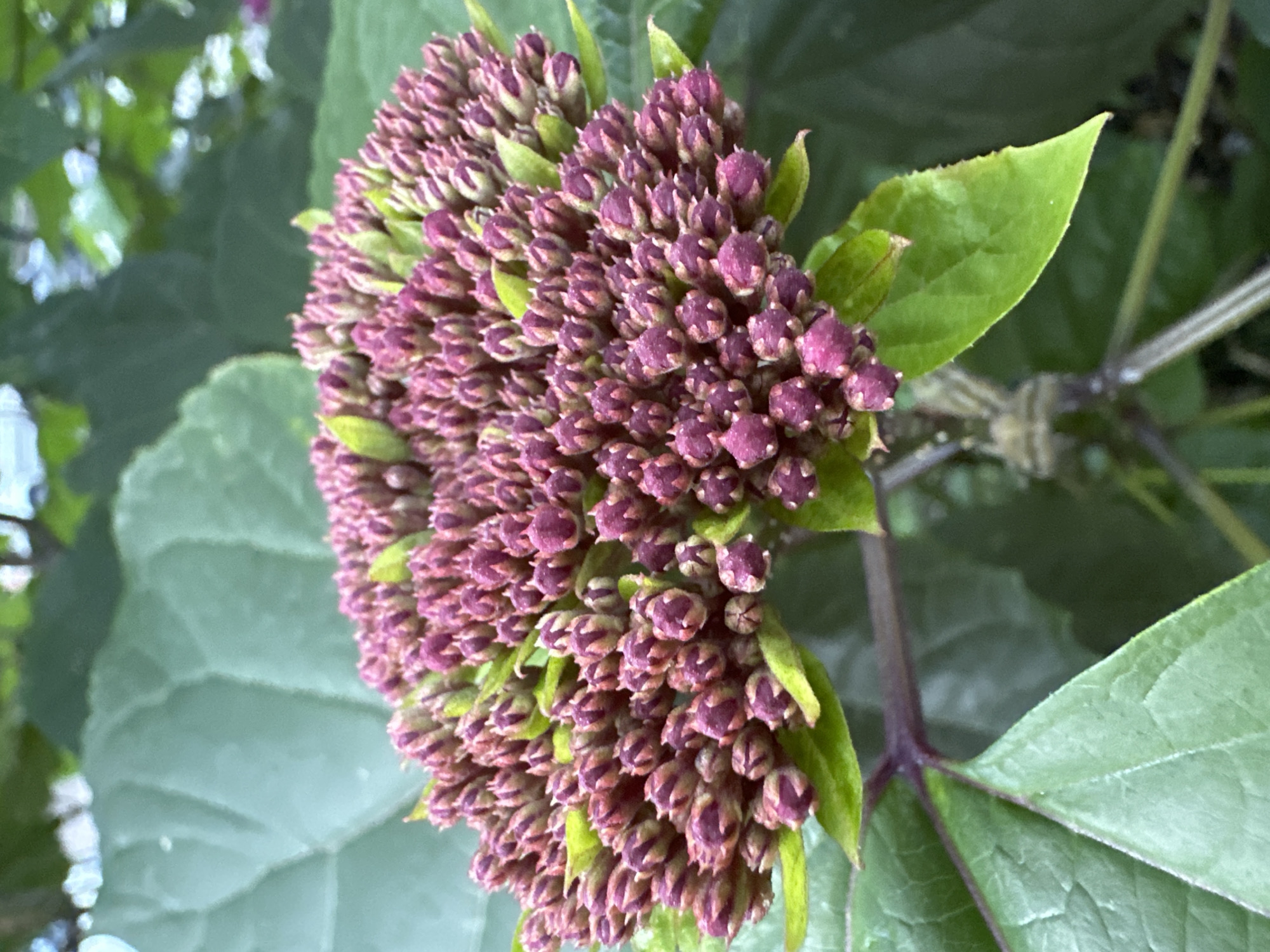 A close-up, eye-level shot captures a cluster of unopened purple flower buds with small green leaves, set against a blurred green background of foliage. The flower cluster is dense, with many individual buds tightly packed together, some showing hints of pink and darker purple. The leaves are a vibrant green, with prominent veins visible on some. The image appears to be taken outdoors in a natural setting. There are no people or animals present. The scene is static. The location is the city of Bol'shoi Kichmai, Russia.