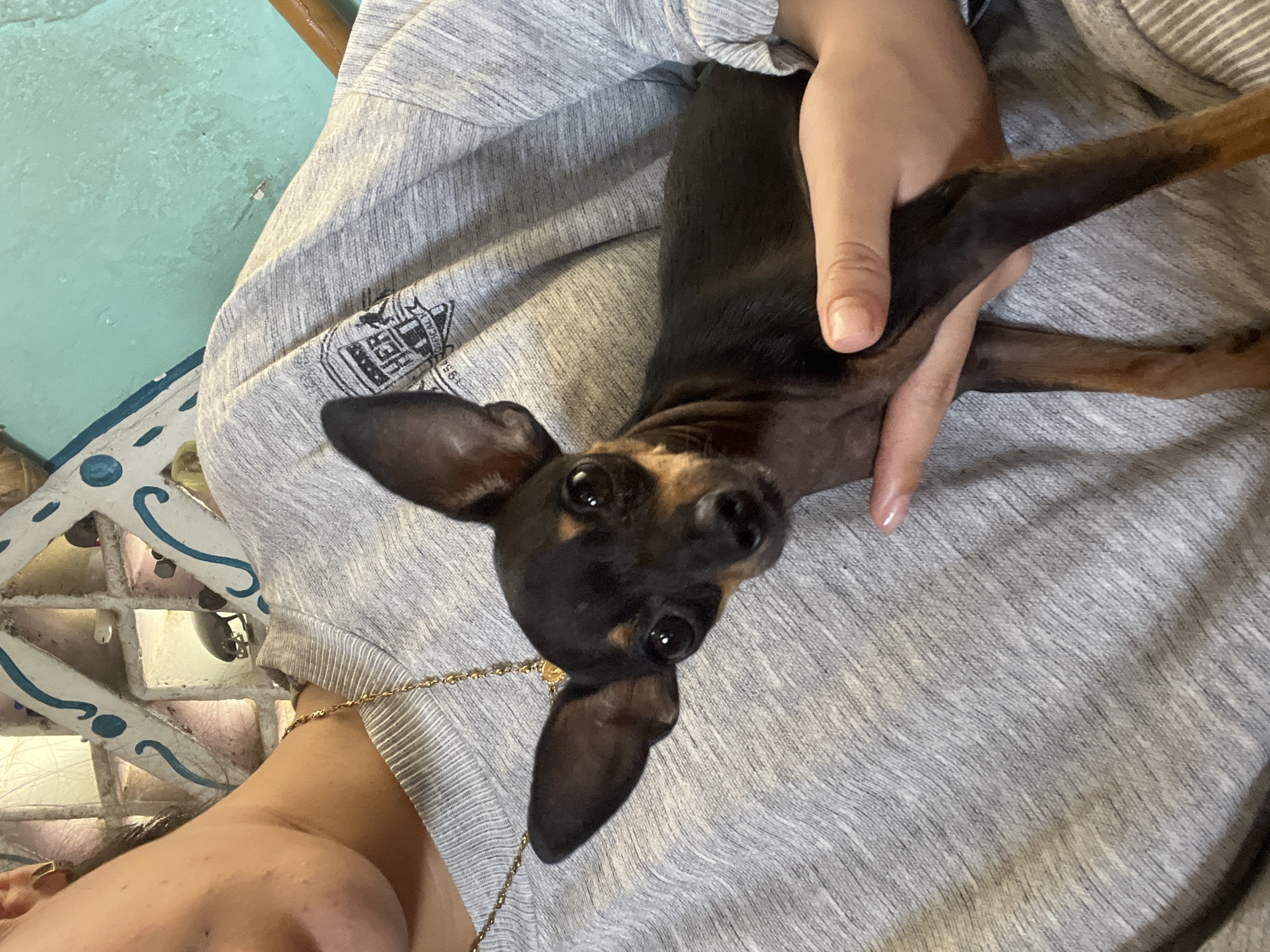 A high-angle shot captures a small black and tan dog being held by a person's hands. The dog is lying on a grey heathered fabric, likely clothing, and its head is tilted upwards, looking directly at the camera with large, dark eyes. Its ears are perked and pointed outwards. The person's hands are visible holding the dog's back legs and side, suggesting they are cradling or comforting the animal. A thin gold chain necklace is draped across the fabric and the dog's chest.
In the background, a glimpse of a teal-colored wall and a piece of furniture with decorative white scrollwork and blue accents can be seen. The setting appears to be indoors, possibly a living area. The lighting suggests it is daytime. The dog's expression seems curious and alert. There is no discernible text within the visible area of the image. The overall tone is intimate and domestic, focusing on the interaction between the person and the dog. The location context of Juan Griego, Venezuela, does not offer any specific visual cues within the image itself.