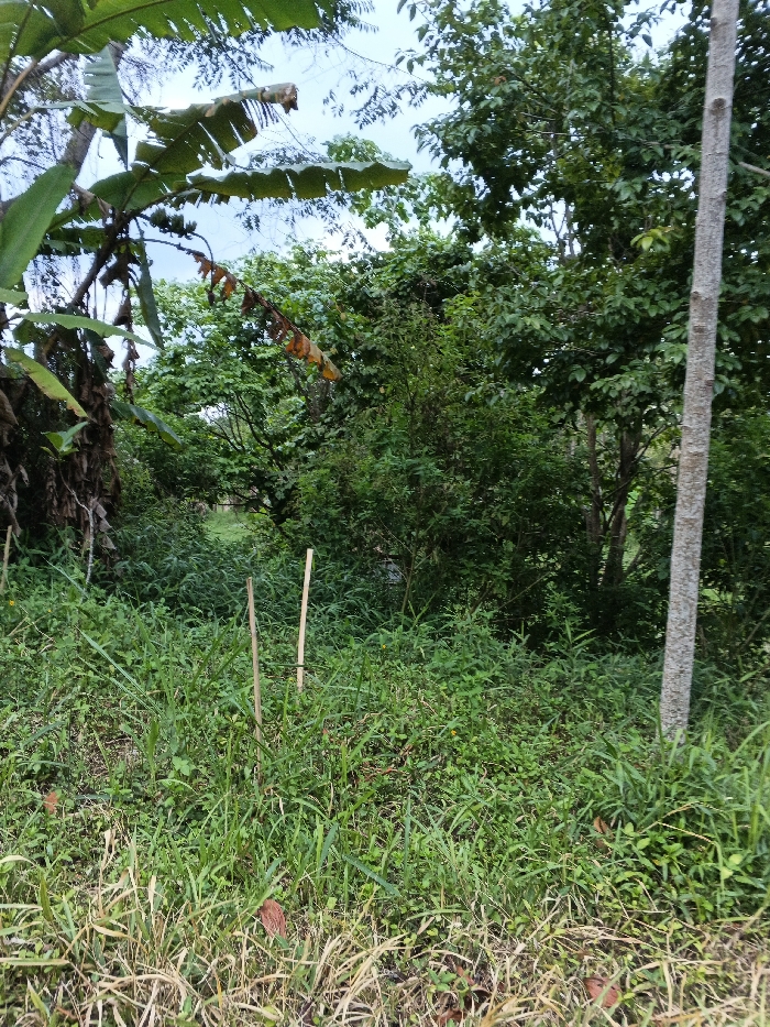 The image depicts an overgrown natural environment located in Mianyang, China. The foreground consists of dense, mixed green and dry brown grasses, interspersed with several scattered brown fallen leaves. Two slender, light-colored wooden stakes stand vertically in the mid-ground, slightly left of the image center; one exhibits a dark band around its lower portion. To the left, large, partially torn and browning broad leaves, consistent with a banana plant, extend into the upper left quadrant. A prominent, light-colored tree trunk runs vertically along the right side of the frame. The mid-ground and background are densely filled with various green leafy trees and shrubs, forming a thick canopy. A lighter green, grassy opening or clearing is visible in the distant background. The sky, partially visible in the upper portion, appears light blue with some haziness. No human figures, animals, or man-made structures other than the wooden stakes are visible within the scene.