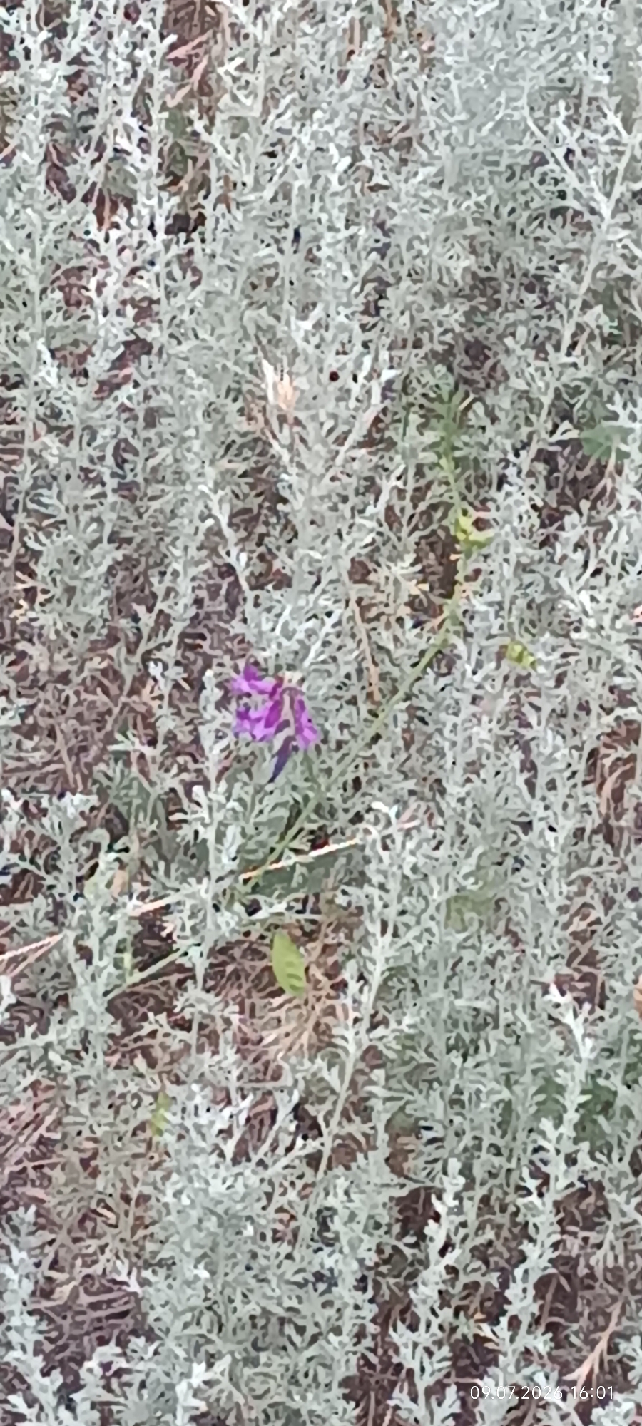The image shows a close-up view of a small purple flower amidst a dense growth of grey-green, feathery foliage, likely a ground cover plant. The background consists of dry earth and decaying organic matter. A timestamp in the lower right corner indicates the image was taken on 09.07.2026 at 16:01. The location is identified as Reni, Ukraine.