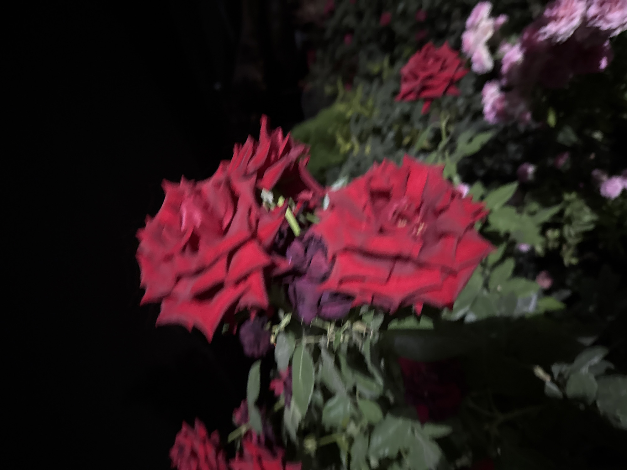 The image depicts a close-up, nighttime view of several red roses in bloom. The flowers are the primary subjects, with their velvety petals clearly visible despite the low light conditions. Some of the roses are fully open, revealing their intricate layers, while others appear to be in earlier stages of bloom. The background is dark and out of focus, suggesting a natural setting, possibly a garden or a park. The overall impression is one of natural beauty captured in the dim light of night. The scene is devoid of any human presence or activity. There is no indication of a specific location within the city of Vostok, Kyrgyzstan.