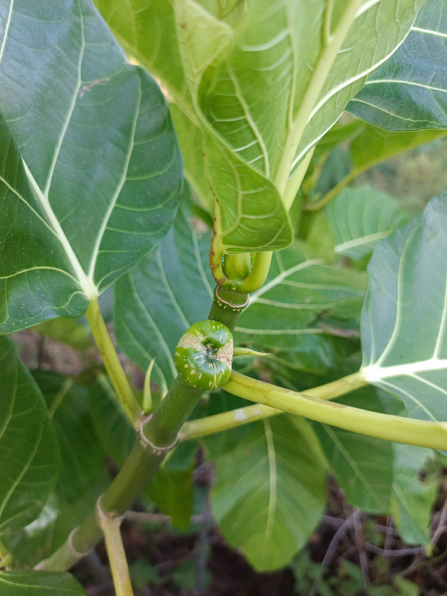 A close-up, outdoor photograph features a green stem with a developing fruit. The fruit is round and bumpy, with a textured, slightly irregular surface. Several large, dark green leaves with prominent, lighter green veins are visible, some overlapping the stem and fruit. The background consists of more out-of-focus green foliage and dark brown earth. The image appears to be a detail shot of a plant, with no indication of human presence or activity, and no specific landmarks to pinpoint a location within Ilotidea, Indonesia.