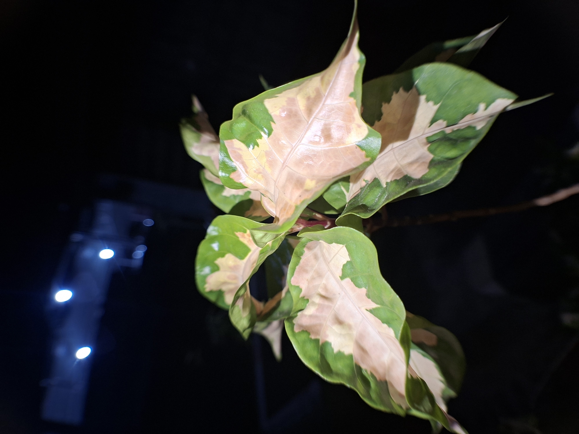 This close-up image captures a cluster of variegated plant leaves against a dark, nighttime background in Lhokseumawe, Indonesia. The leaves are the primary subject, displaying a striking pattern of vibrant green and irregular patches of light brown, pale yellow, or creamy pinkish-beige. The green typically forms the leaf margins and some vein patterns, while the lighter colors fill the central areas. The leaf surfaces appear glossy and slightly textured. In the blurred background on the left, several out-of-focus, cool-toned artificial lights are visible, creating a bokeh effect and confirming the dark, nighttime setting. No people, discernible activities, or text are present in the image. The photograph emphasizes the unique colors and patterns of the plant's foliage.