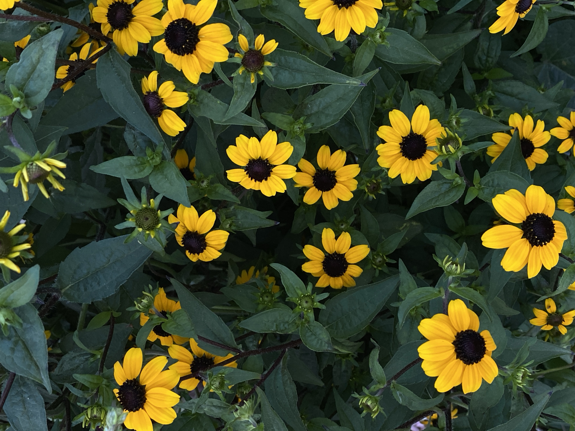 This is a close-up, top-down view of a dense patch of black-eyed Susan flowers, characterized by their bright yellow petals and dark brown centers. The flowers are interspersed with dark green, ovate leaves, and some developing buds are visible among the foliage. The lighting suggests an outdoor setting, possibly a garden or natural landscape. There is no indication of any specific location within Cairaclia, Moldova, nor are any people or human activity depicted. The image focuses solely on the botanical subject matter.