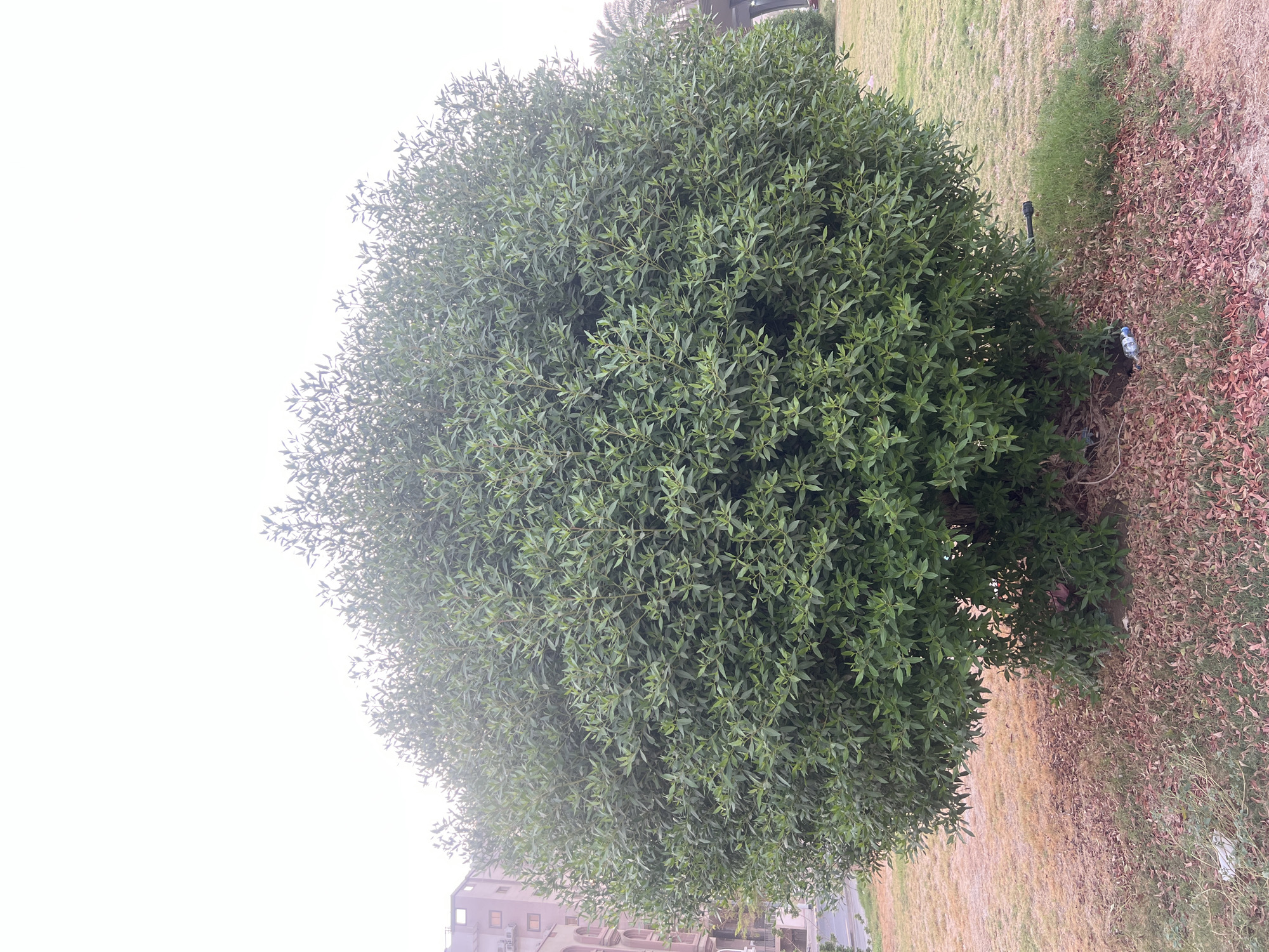 An outdoor, medium-shot, eye-level photograph captures a large, spherical, green shrub situated in a park-like area. The shrub's dense foliage fills the majority of the frame. Behind the shrub, to the left, a building with multiple windows is visible, suggesting an urban environment. The ground around the shrub is covered with dry leaves and some sparse brown grass. The sky above is overcast and light-colored. The location is confirmed to be in Makkah Al Mukarramah, Saudi Arabia. There are no people visible in the image, and no actions or interactions are depicted. Several pieces of litter, including a plastic bottle and some other debris, are present on the ground at the base of the shrub and to its right.