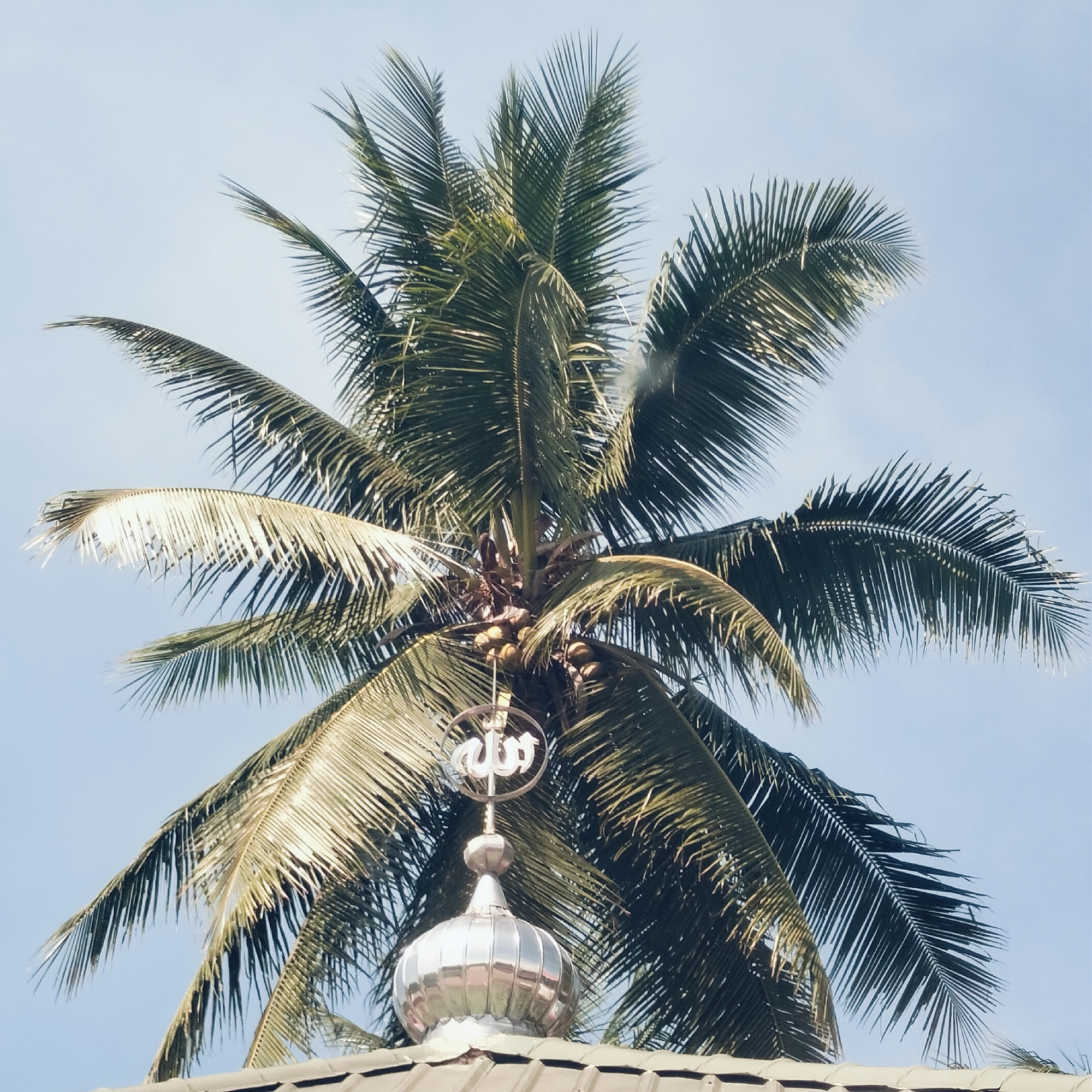The image presents a serene outdoor scene, dominated by a tall, vibrant green coconut palm tree against a clear, light blue sky. Below the dense canopy of palm fronds, the shiny, silver-colored dome of a building is visible, likely a mosque or a religious structure. Perched atop the dome is an ornate, metallic finial, featuring elegant Arabic calligraphy that clearly spells out "Allah" (الله).
Numerous green coconuts are nestled among the fronds near the crown of the palm tree. The lower part of the image shows the top of a tiled roof, which the dome rests upon. The bright lighting suggests it is daytime, possibly late morning or early afternoon, with ample sunshine illuminating the scene. The weather appears clear and cloudless. The combination of the coconut palm and the Islamic architectural elements strongly indicates a tropical, Muslim-majority region, aligning with the provided location context of Teupinsiron, Indonesia. There are no people visible, and no specific activity or event is taking place, conveying a sense of quietude and permanence.