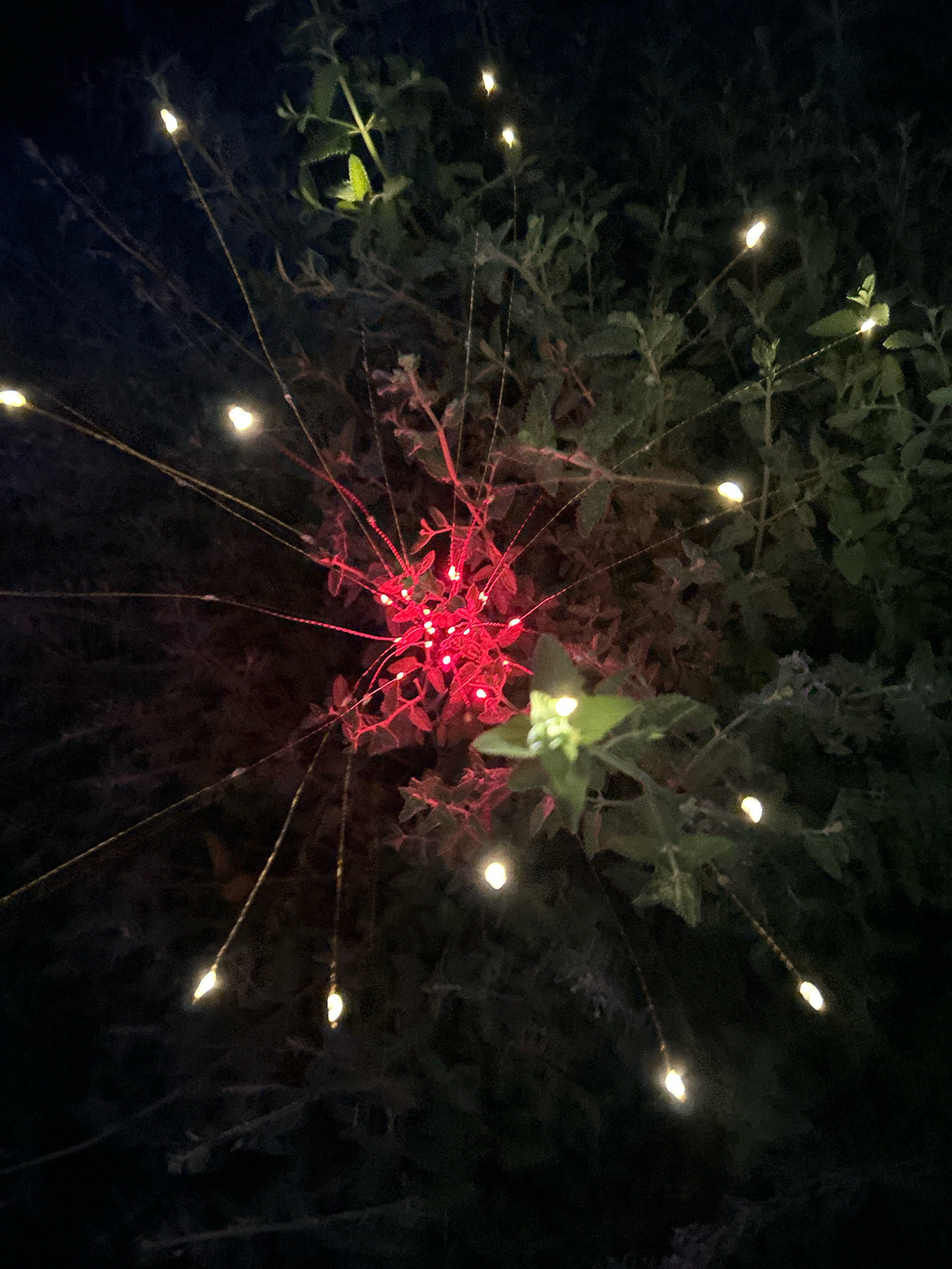An outdoor nighttime scene features a cluster of red LED lights intertwined with the branches of a plant. Thin wires extend outwards from the central cluster, each terminating in a small, warm white LED light, resembling a bursting firework or dandelion seed head. The background consists of dark foliage, typical of a garden or park setting, with some faint green leaves visible. The image appears to be taken at night. The location is not specified as being in Pittsburgh, United States of America.