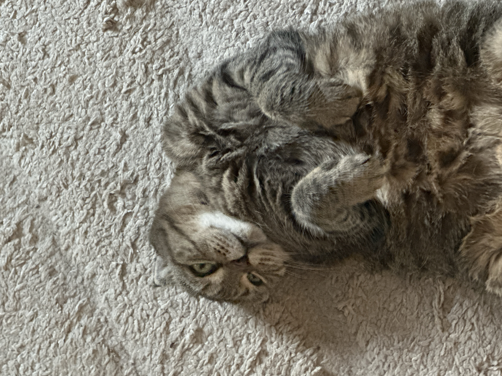 A tabby cat is lying on its back on a textured, light-colored carpet. The cat is mostly obscured by its own fluffy fur, but its head and paws are visible. The cat has green eyes and is looking towards the camera. The environment appears to be indoors. No information about the city of Virki, Russia, can be determined from this image.