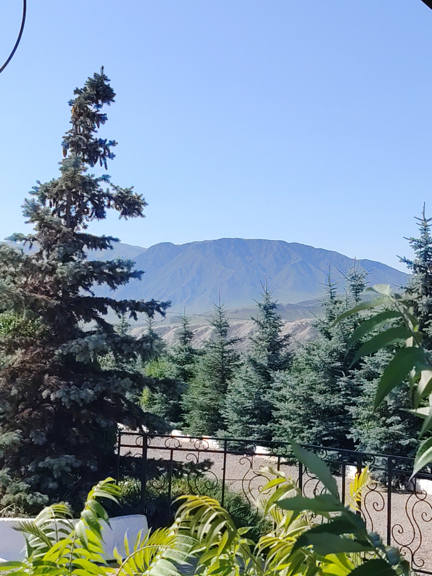 In the city of Unknown, Kyrgyzstan, a landscape photograph captures a clear blue sky above a mountain range in the distance. In the foreground, several evergreen trees, likely spruce or fir, are prominent, with one particularly large, dark green tree on the left side of the frame. A black wrought-iron fence with decorative scrolls runs across the middle ground, separating the foreground from a more distant view of the mountains and arid terrain. The scene is bathed in sunlight, casting subtle shadows and highlighting the textures of the foliage and the distant landscape. No people or animals are visible in the image.