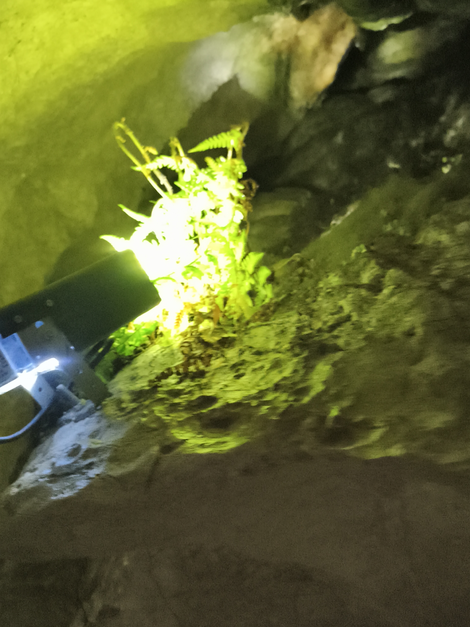 This image shows a close-up view of a rock formation, possibly within a cave or grotto, illuminated by a bright, artificial green light. A cluster of green fern-like plants is growing from the rock face, directly lit by the source. In the foreground, on the left side of the image, a dark-colored spotlight or lamp is visible, angled towards the plants and rock. The rock surfaces are textured and appear damp in places. The environment is dark, with the artificial light creating strong contrasts and casting shadows. The scene is located in Hayingen, Germany, specifically within the Buchenhöhle (Beech Cave).