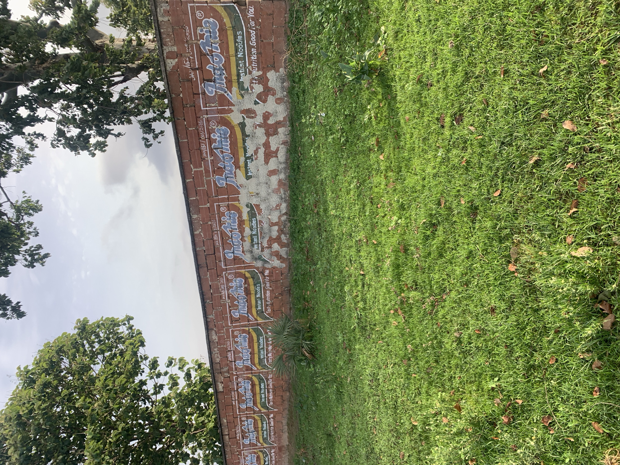 This outdoor image captures a long brick wall serving as an advertising surface, flanked by green grass and trees under a cloudy sky. The image appears to be rotated, but if oriented correctly, the brick wall runs horizontally across the midground.
The wall is made of reddish-brown bricks and is extensively painted with repeating advertisements for "Indomie" instant noodles. Each ad segment features the brand name in a distinctive blue and white script logo, accompanied by slogans like "Instant Noodles" and "Tasty Nutrition Good For You." Below several of these logos, numerical markings and dates such as "JAN/150/5/2016" and "JAN/150/10/2016" are visible, possibly indicating production or expiry dates, or campaign specifics. The paint on the wall shows signs of wear and tear, with patches of the underlying brick exposed and some fading. A small, bushy plant grows at the base of the wall.
In the foreground, a vibrant green lawn is visible, dotted with scattered dry leaves. In the background, large trees with dense green foliage stand tall, partially obscured by an overcast or cloudy sky. The diffused natural light suggests it is daytime. The scene is static, with no discernible activity or people. This setting is located in Unguwar Saya, Nigeria.